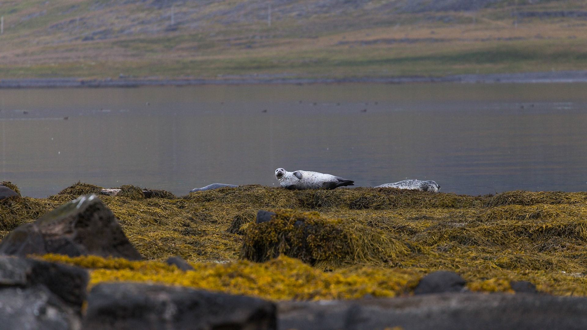 Litlibaer, West Fjoerds, iceland [Aug 2018]