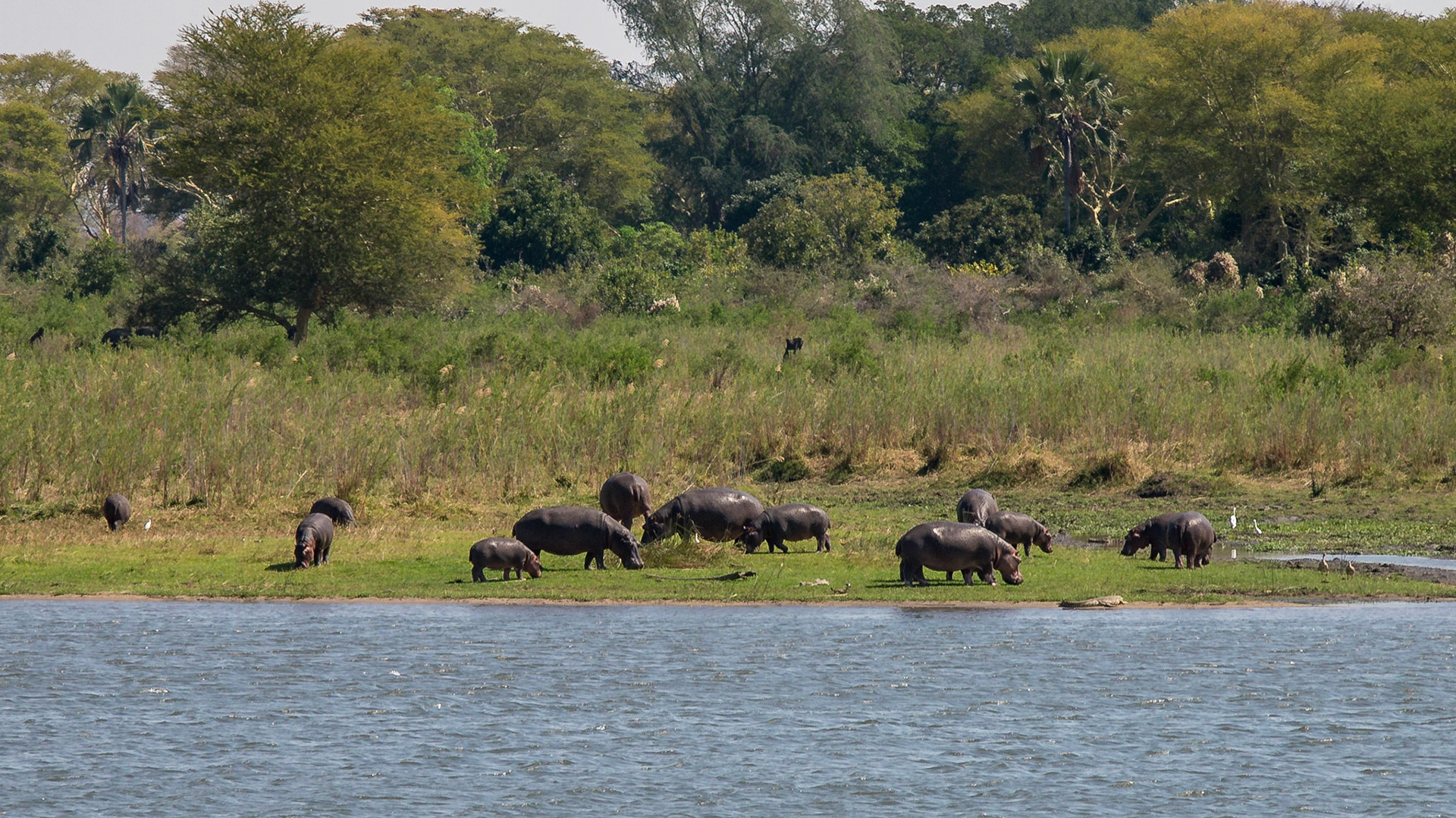 Liwonde, Southern Region, Malawi [Aug 2016]