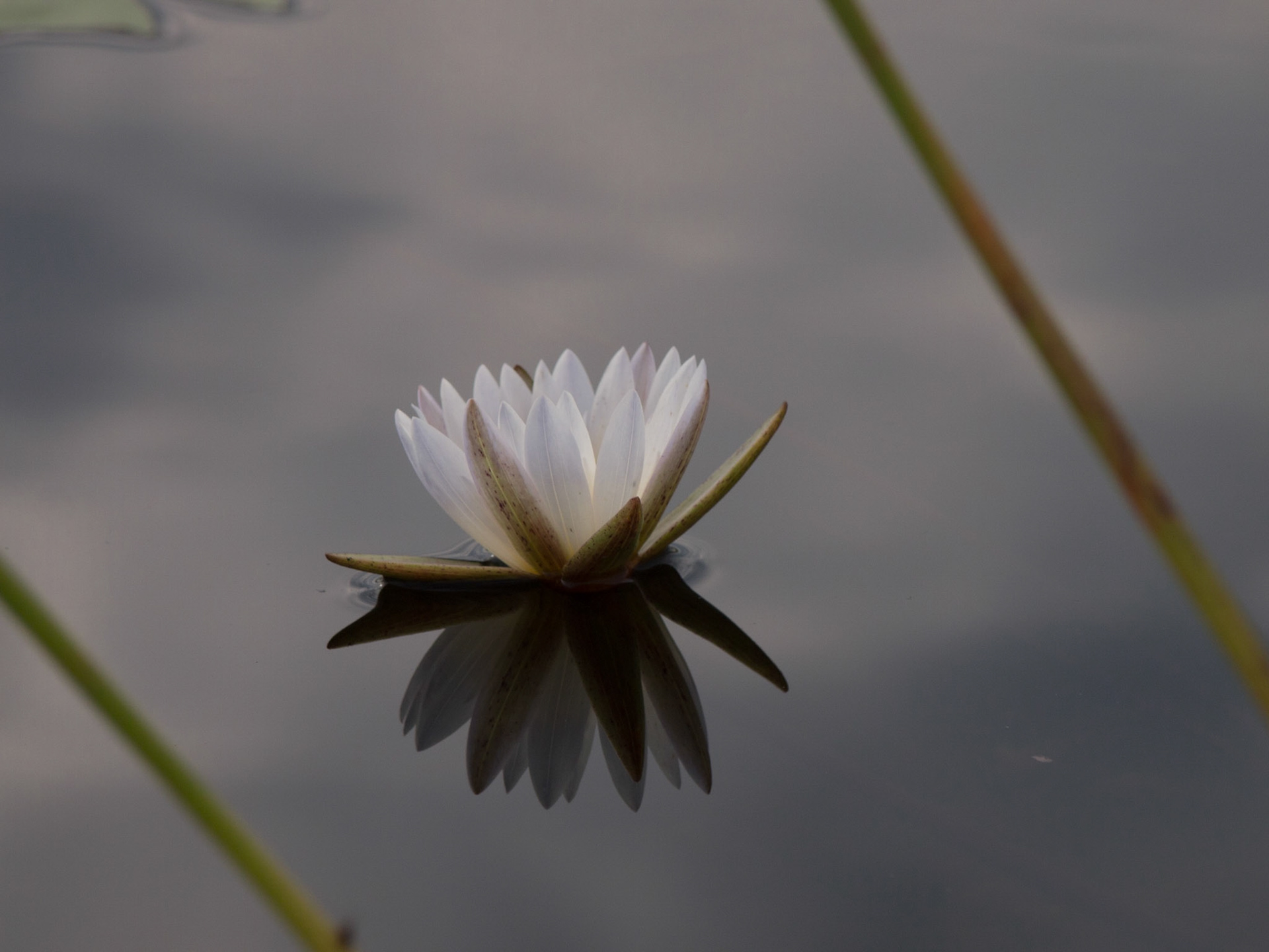 , North West, Botswana [Apr 2014]