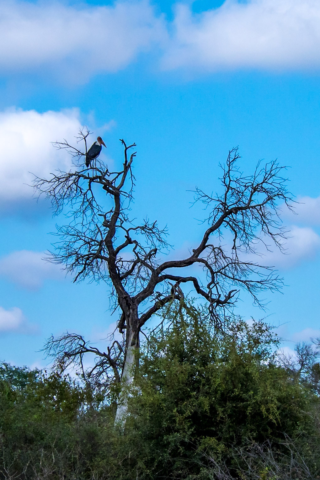 Makalali, Limpopo, South Africa [Mar 2016]