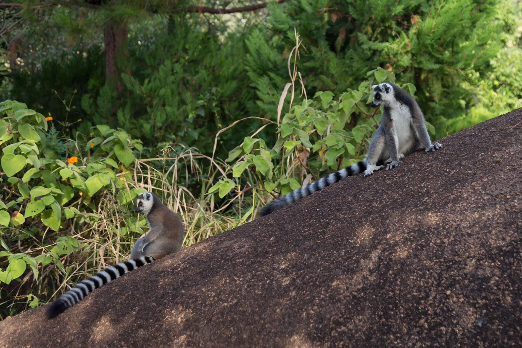 Camp Catta, Haute Matsiatra, Madagascar [Apr 2019]