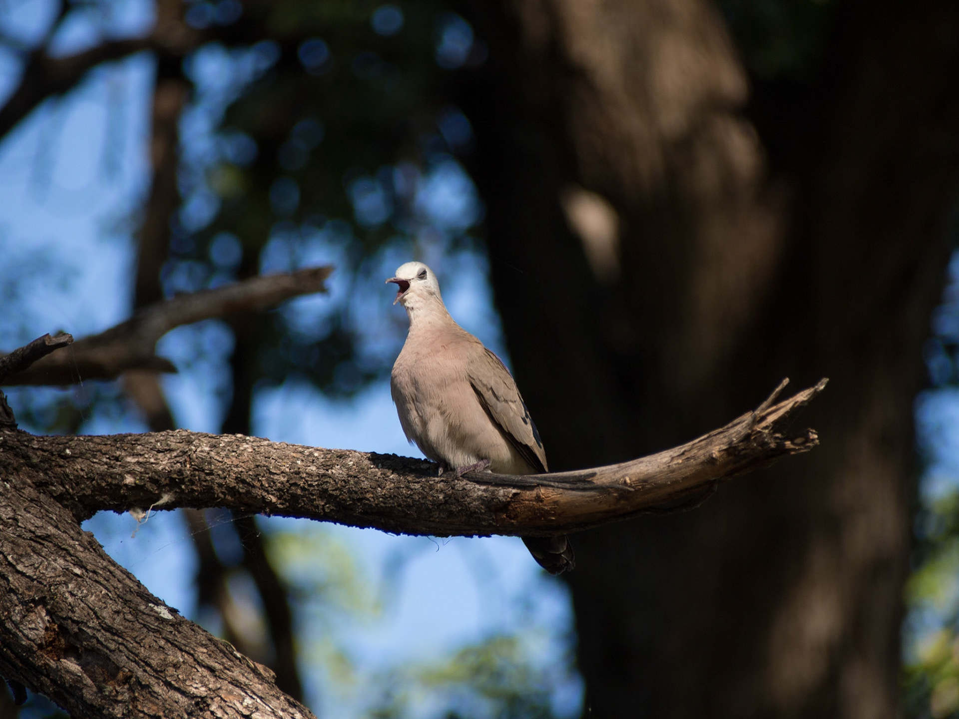 , North West, Botswana [Apr 2014]