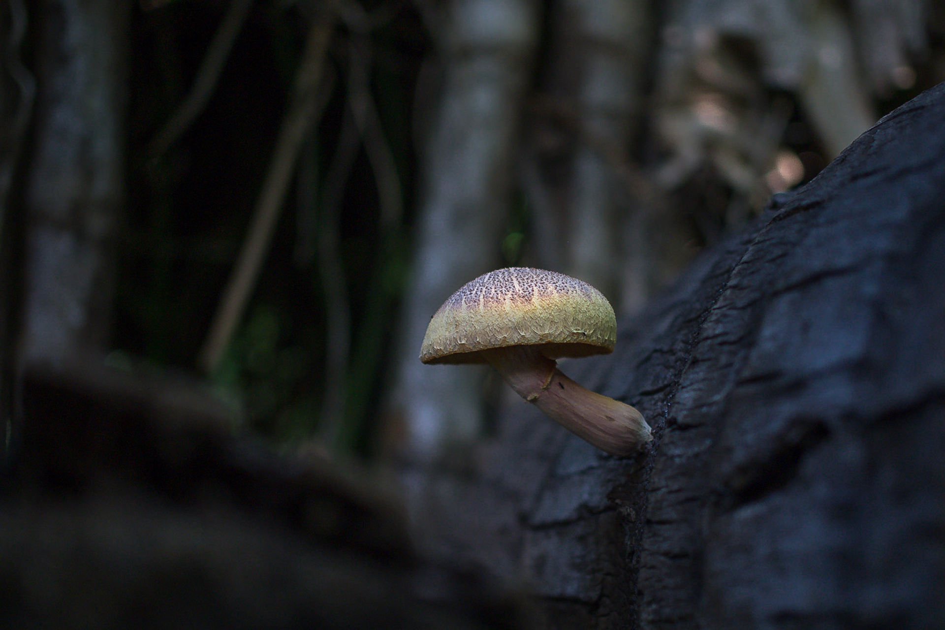 Jardin d'Eden, Saint-Paul, Réunion [Apr 2017]