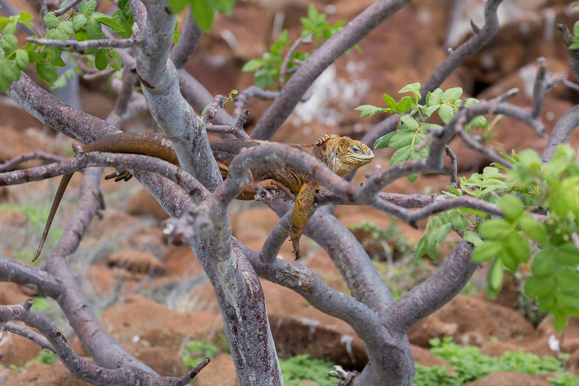 Santa Cruz Canton, Galápagos, Ecuador [Apr 2022]
