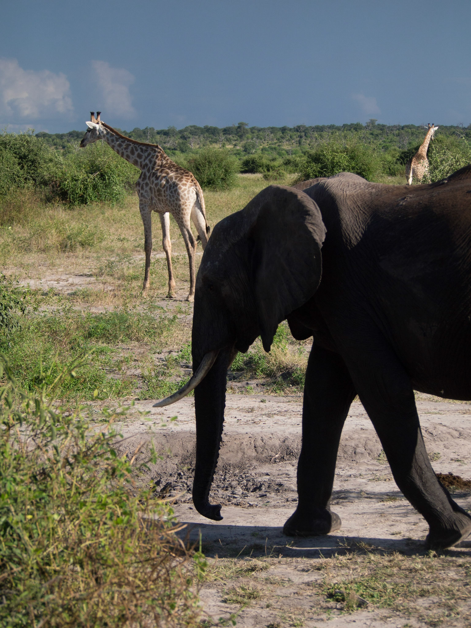 , North West, Botswana [Apr 2014]