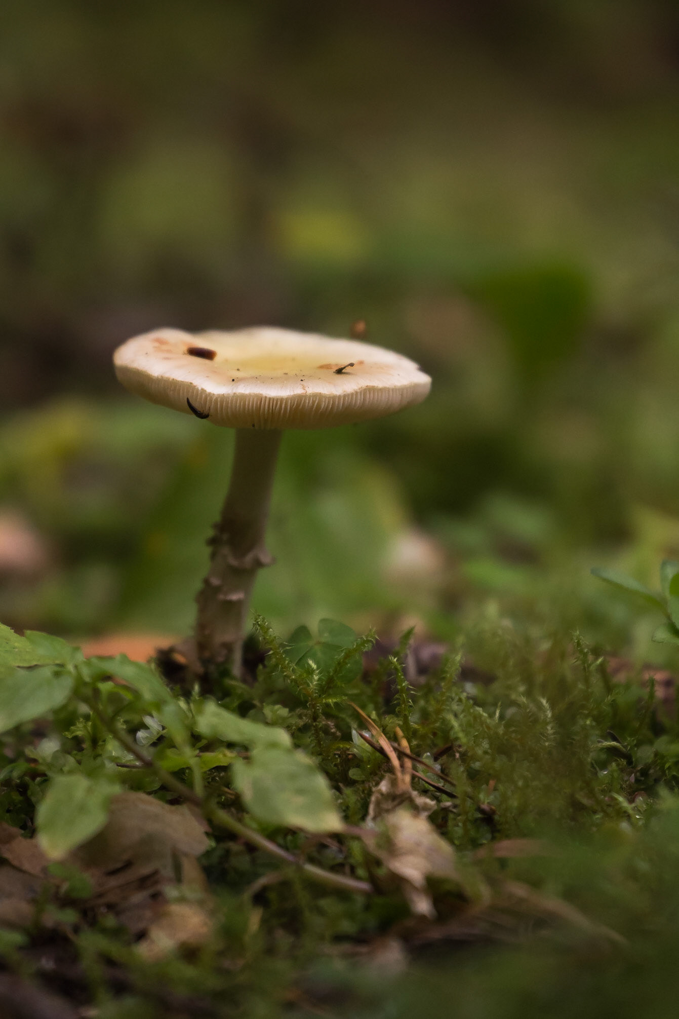 Käsmu, Lääne-Viru, Estonia [Aug 2020]