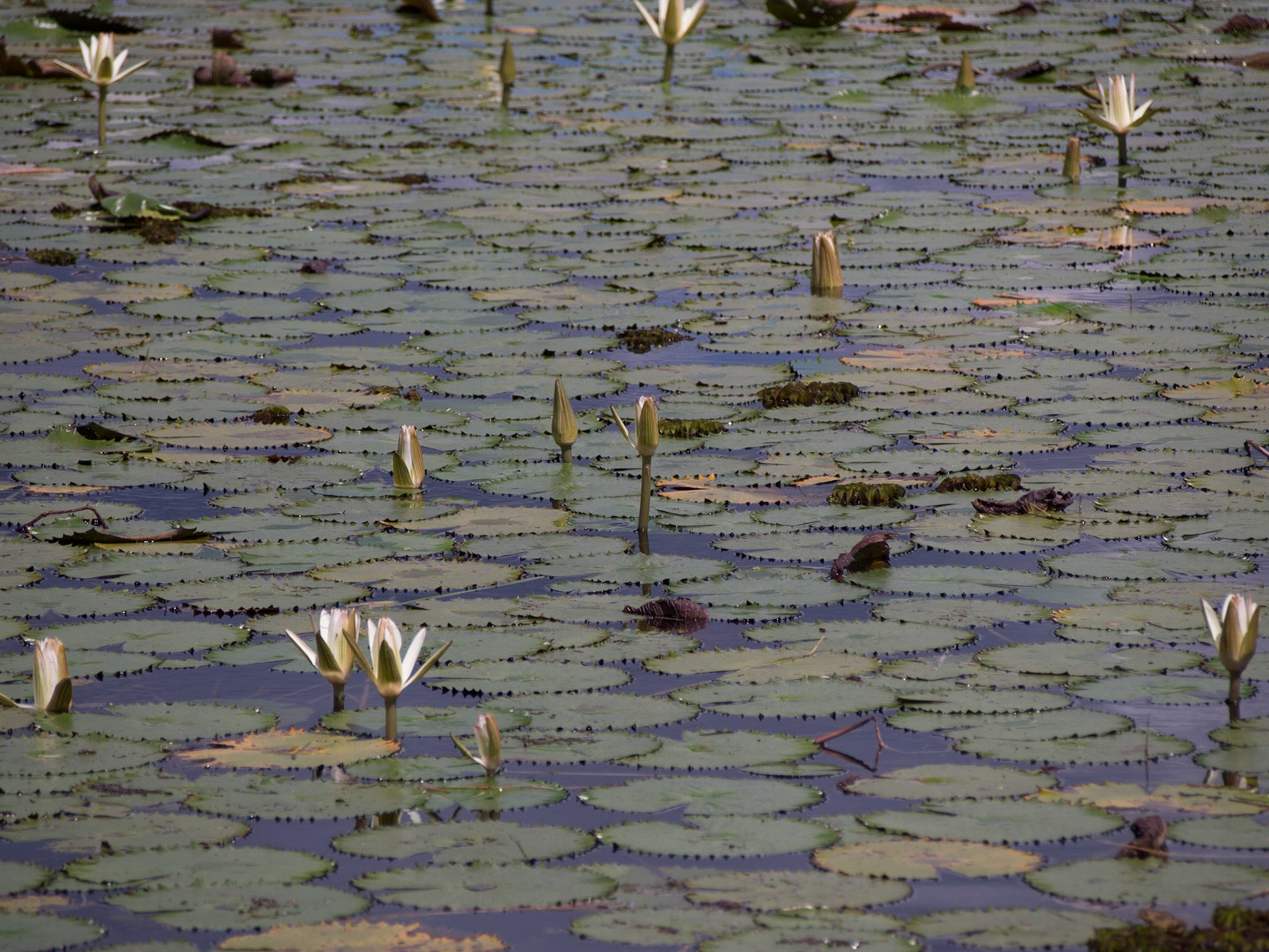 , North West, Botswana [Apr 2014]