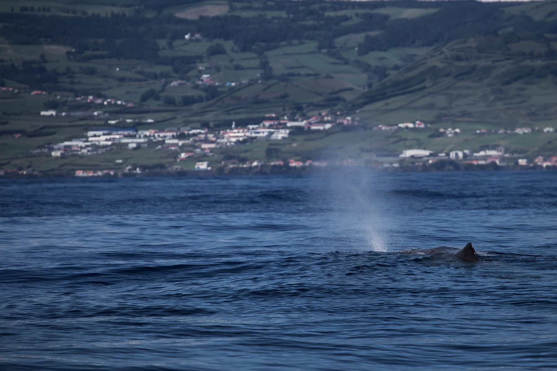 , Azores, Portugal [Aug 2019]