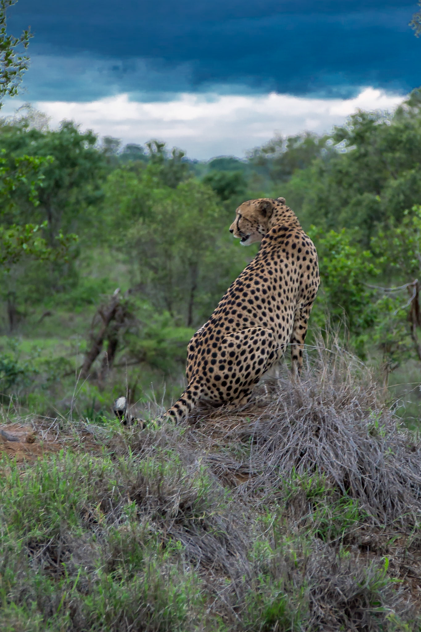 Kruger Park, Mpumalanga, South Africa [Mar 2016]