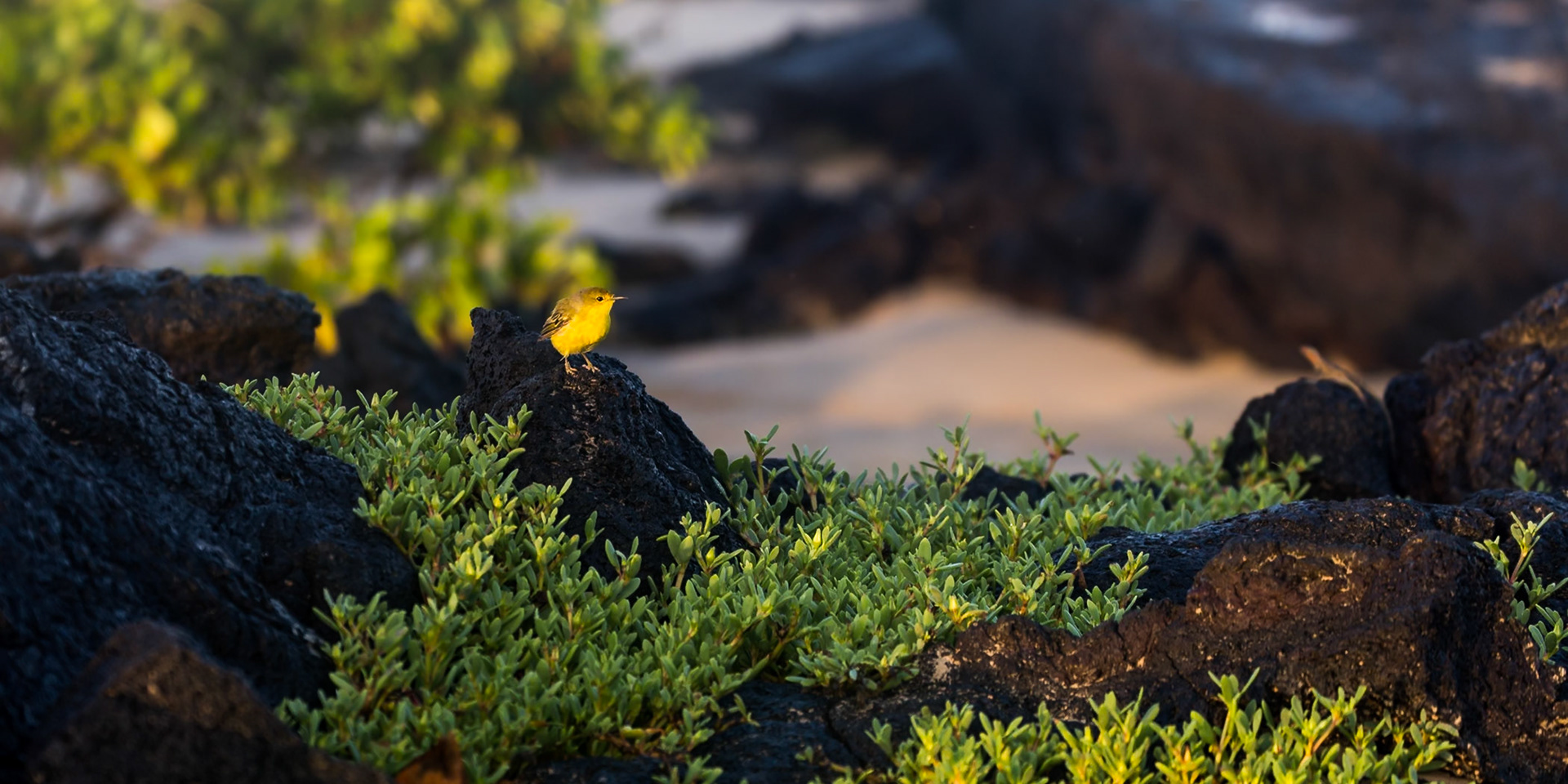 Isabela Canton, Galápagos, Ecuador [Apr 2022]