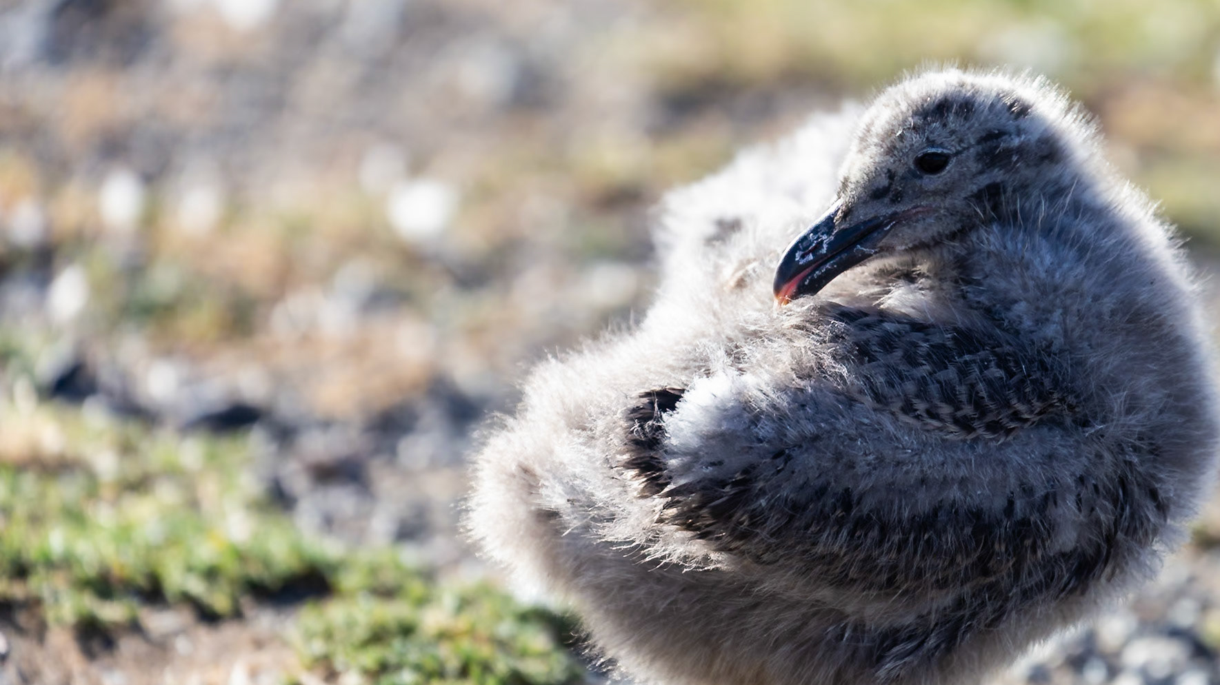 Punta Arenas, Magellan and the Chilean Antarctic, Chile [Jan 2024]