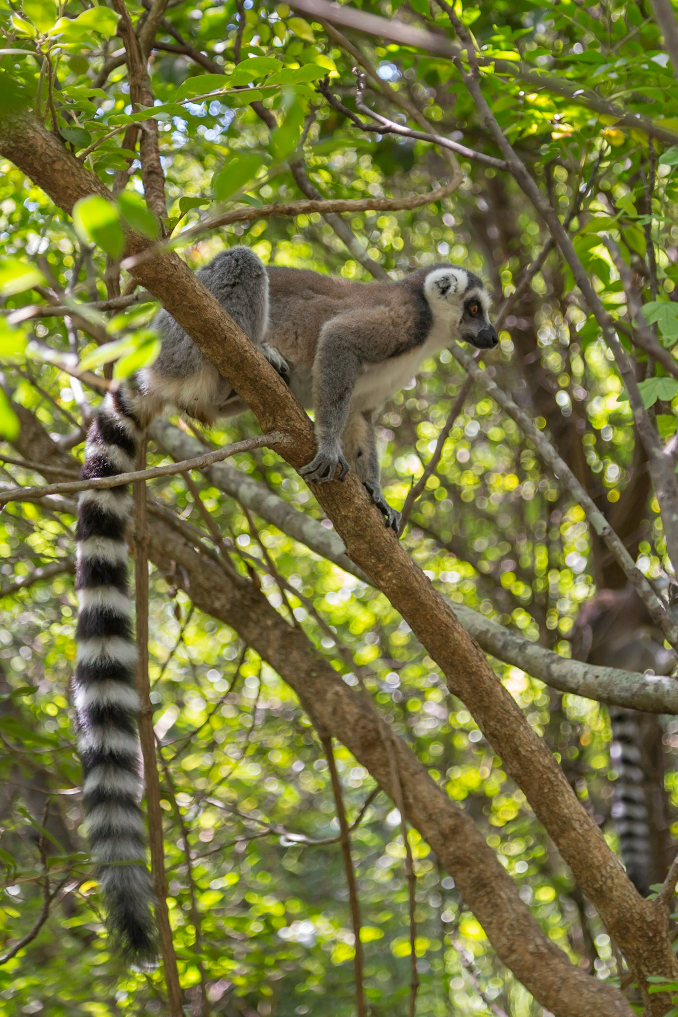 Anja Community Reserve, Haute Matsiatra, Madagascar [Apr 2019]