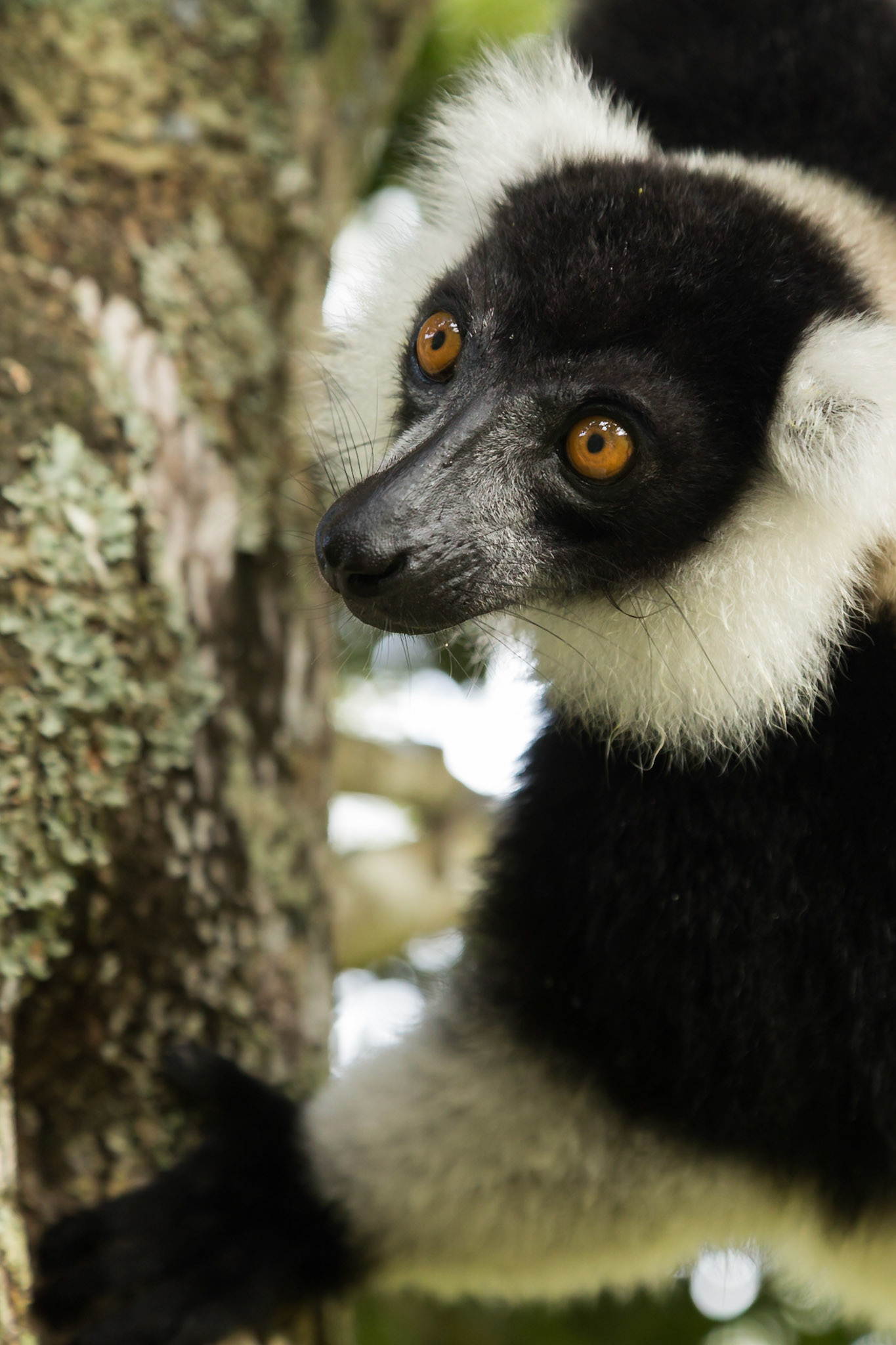 Vakona, Andasibe-Mantadia, Madagascar [Apr 2019]