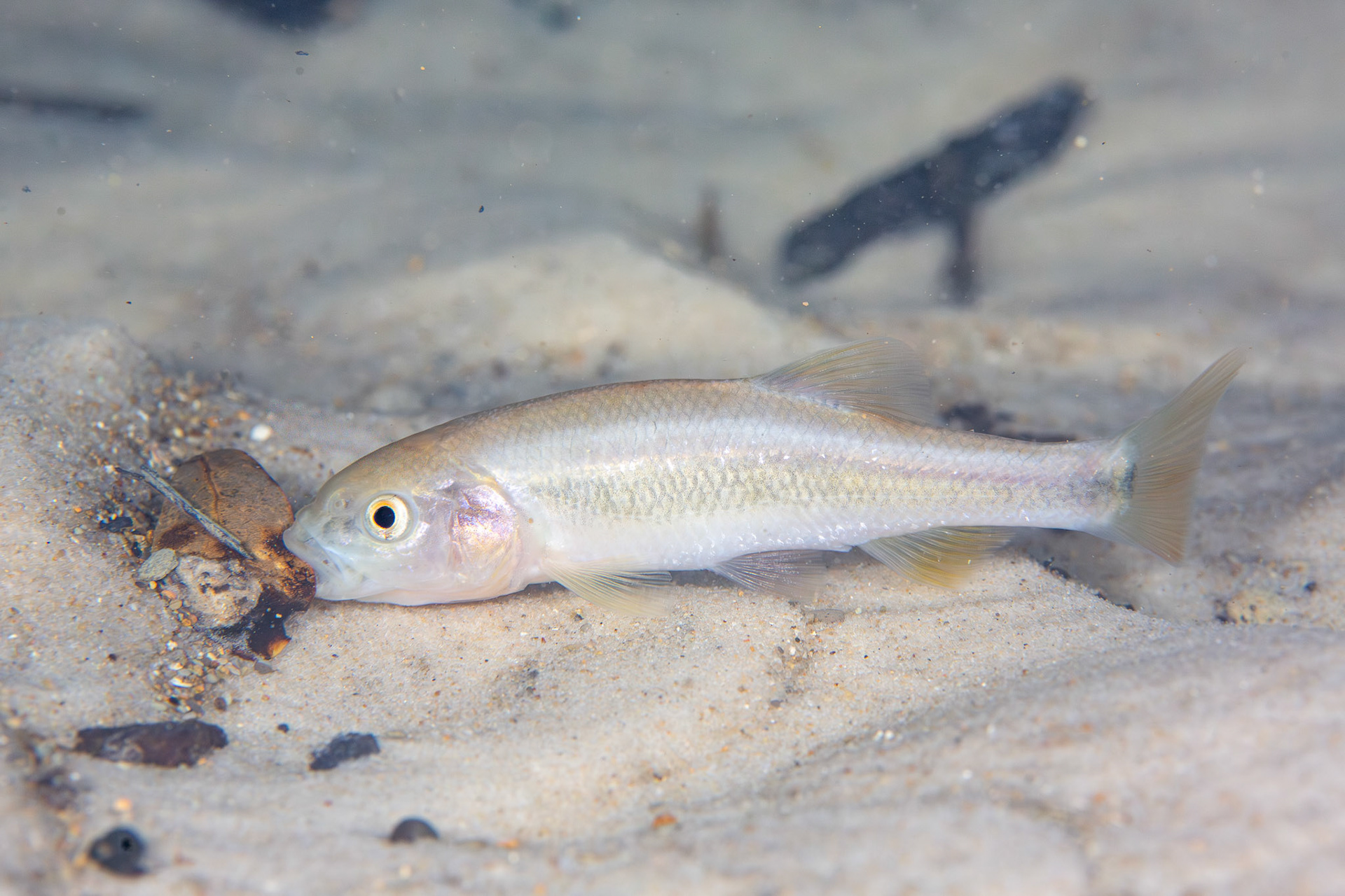 Dixie Chub