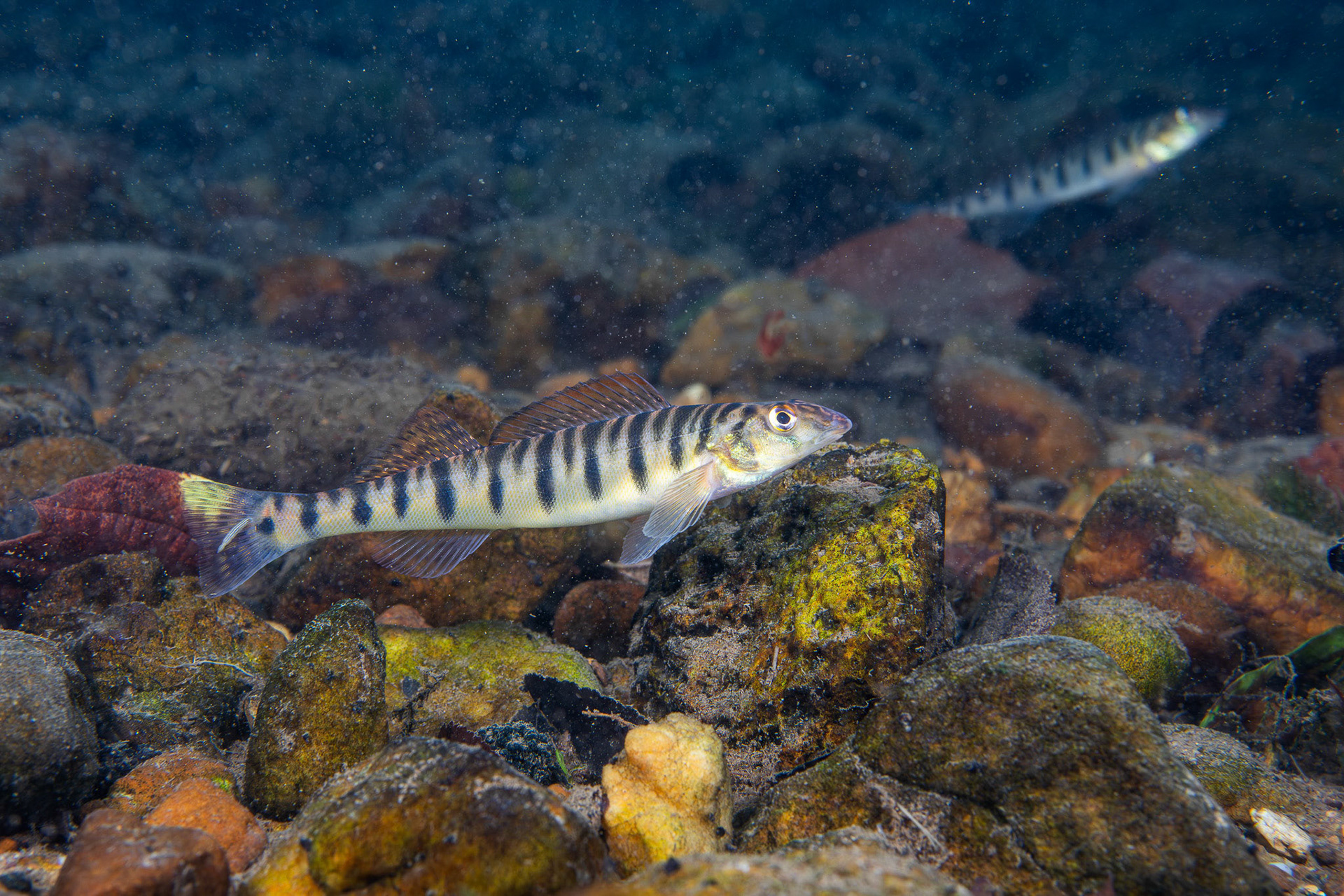 Mobile Logperch