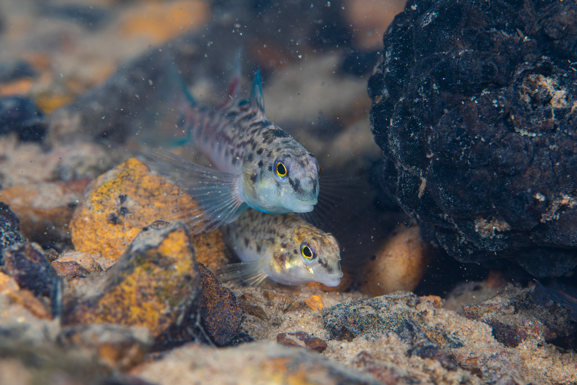 Tombigbee Darter
