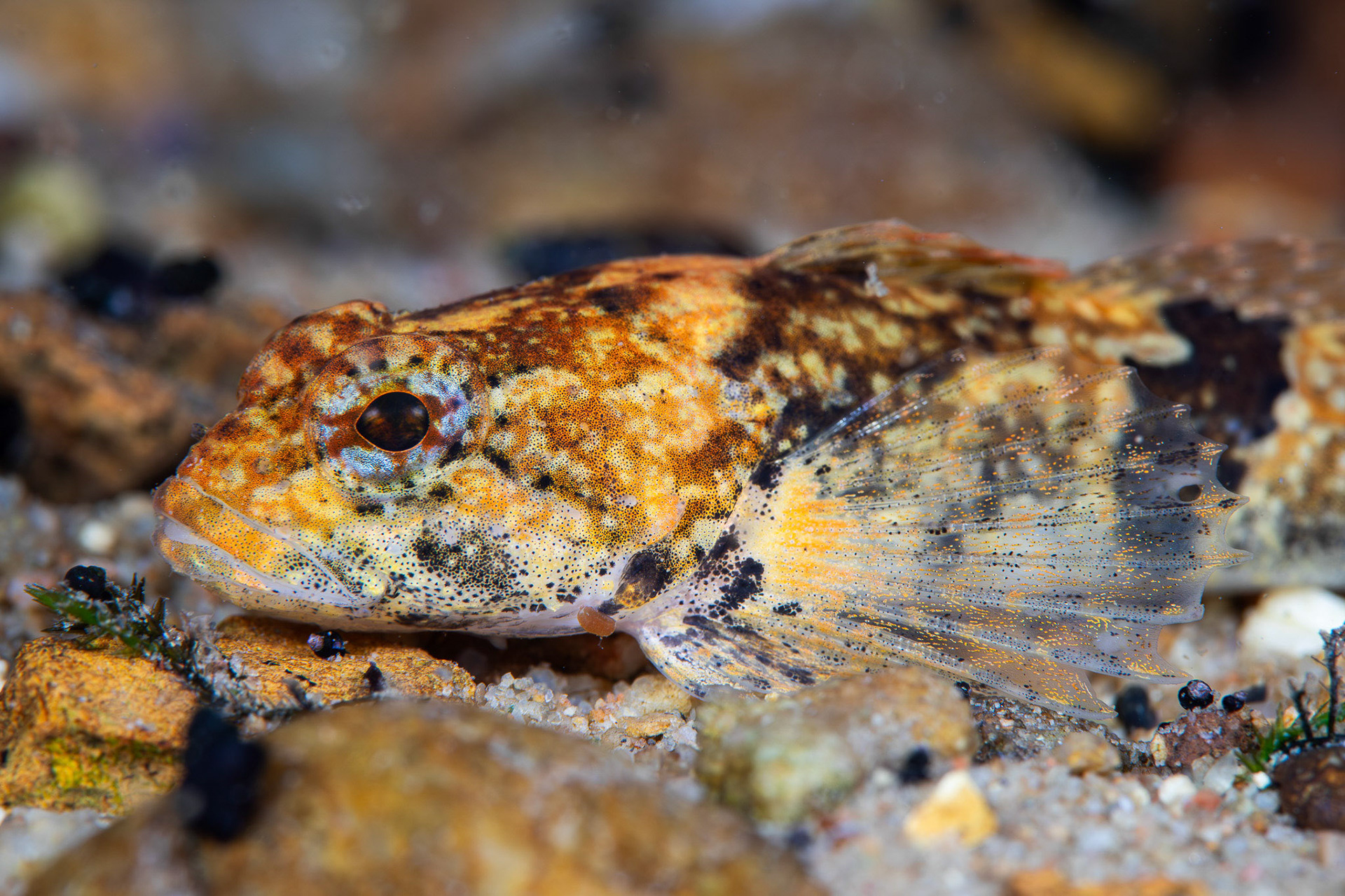 Banded Sculpin