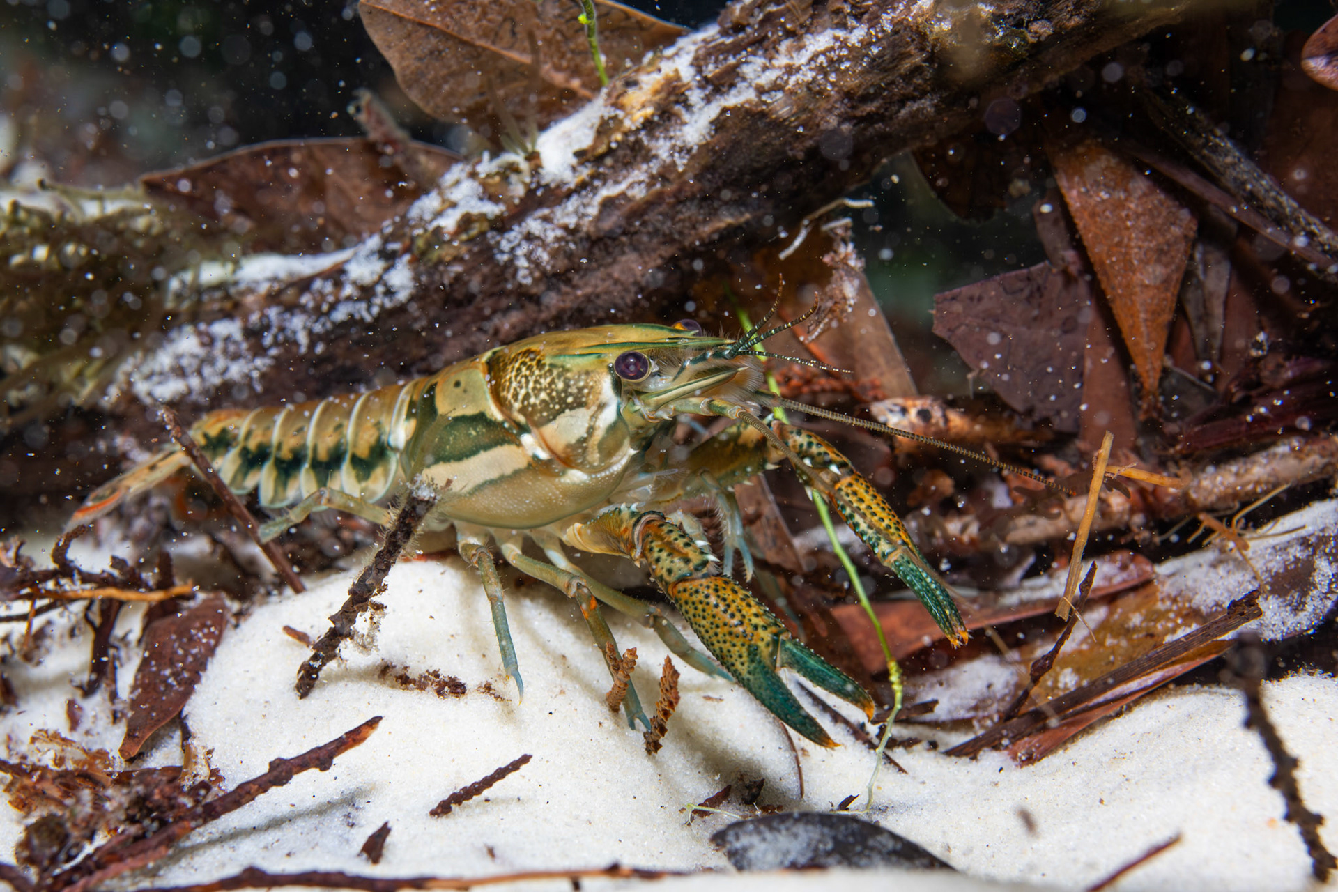 Sly Crayfish (Procambarus versutus)