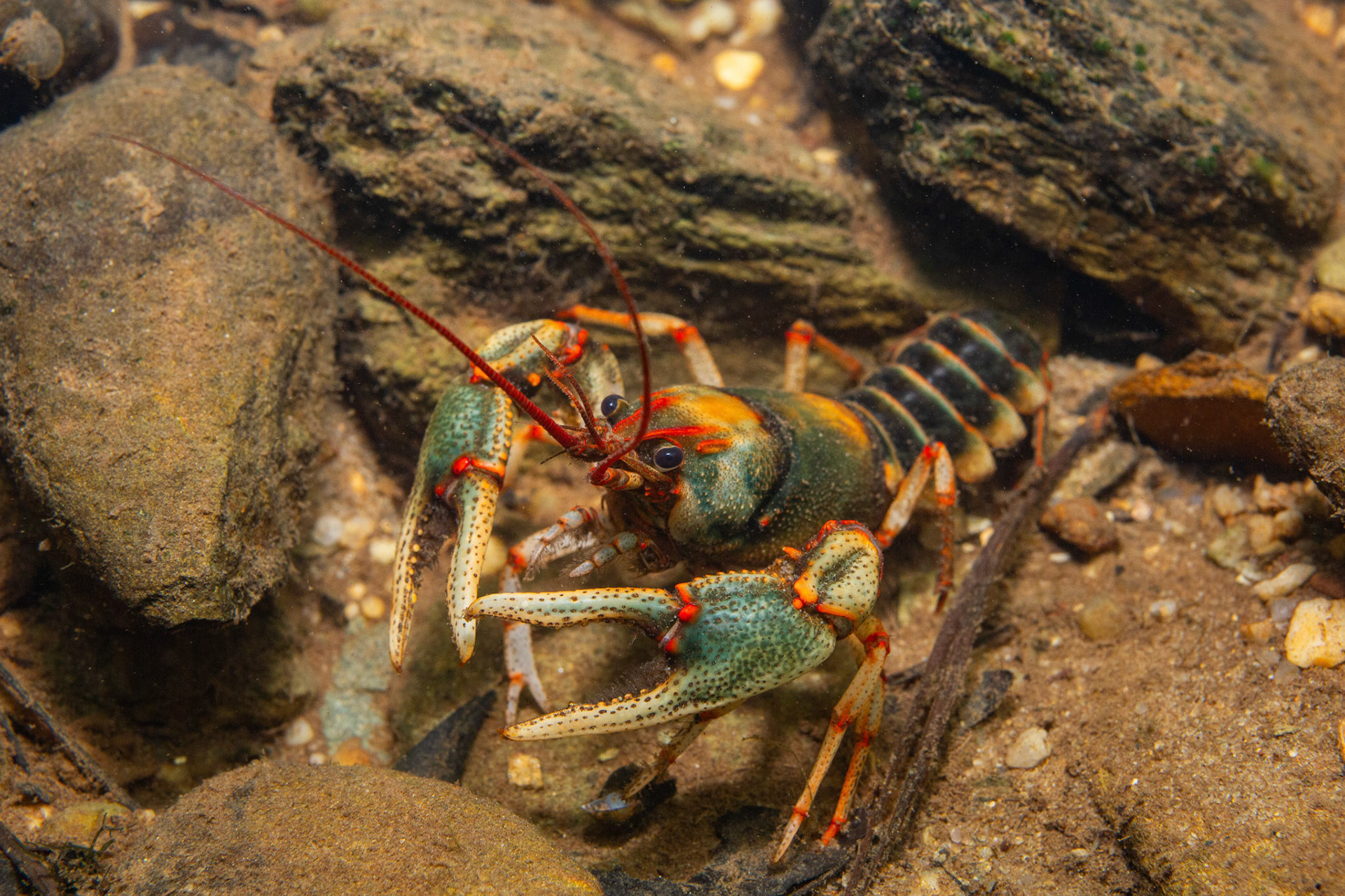 Chattooga River Crayfish