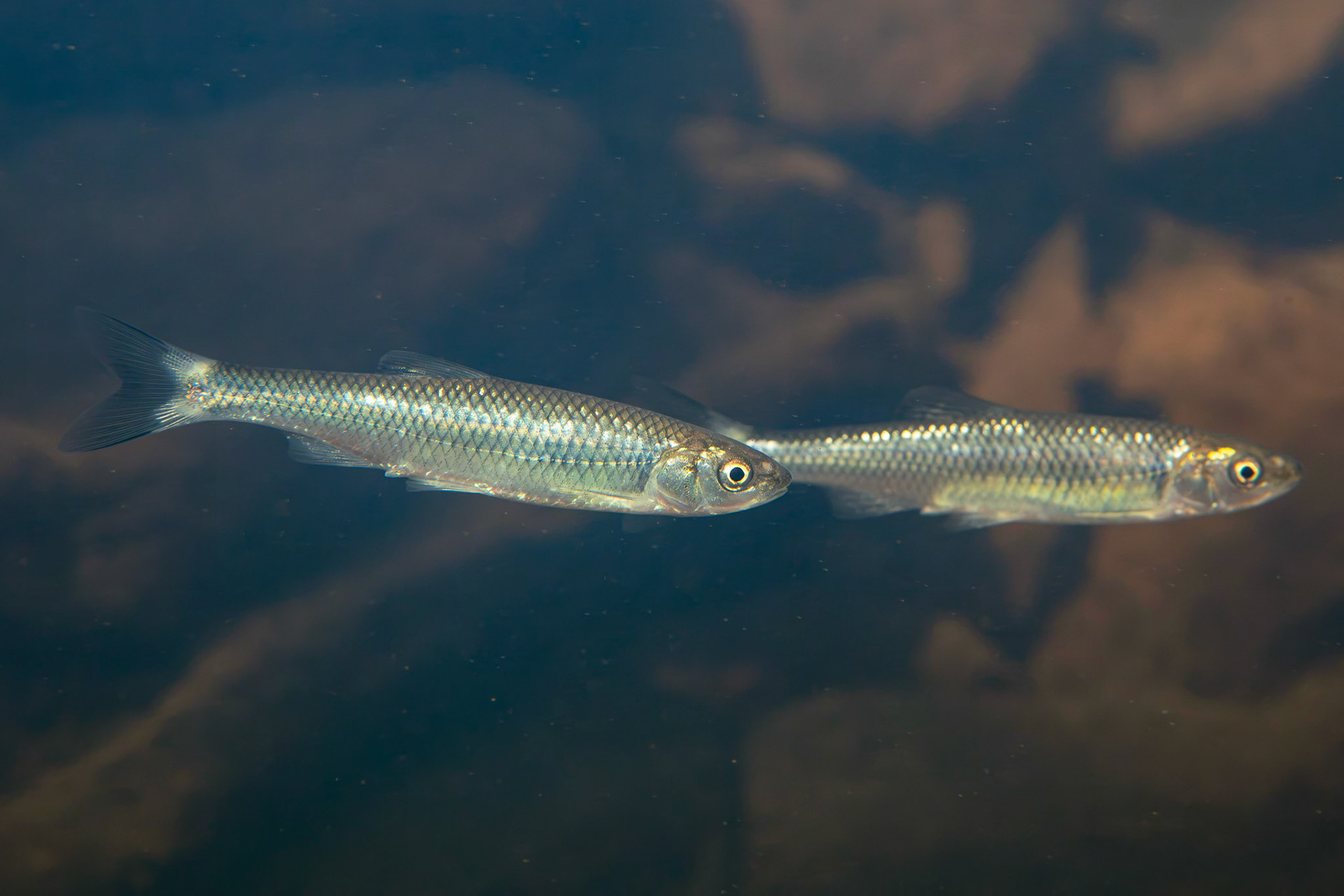 Whitetail Shiner