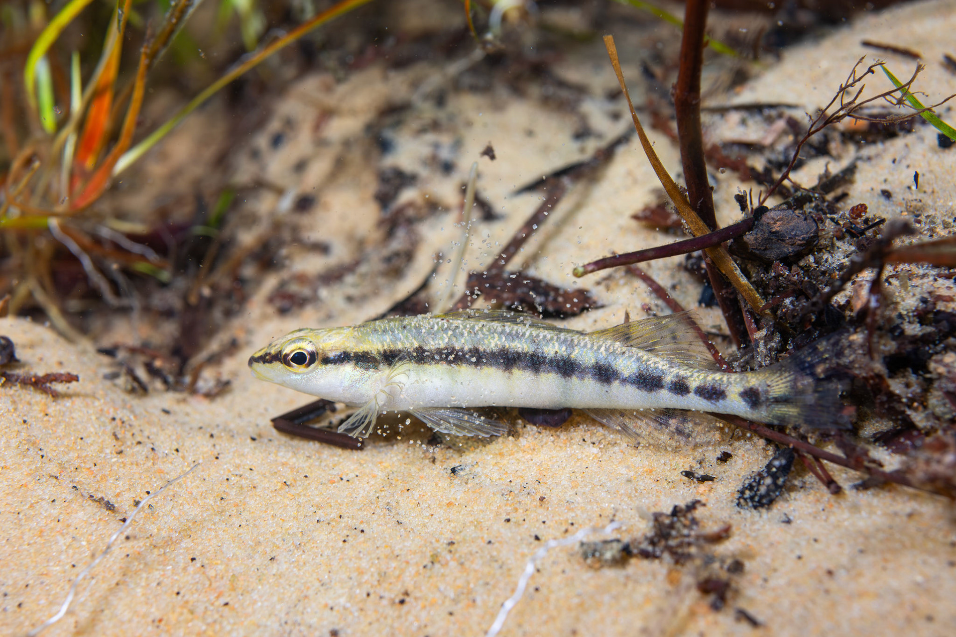 Blackbanded darter (Percina nigrofasciata)