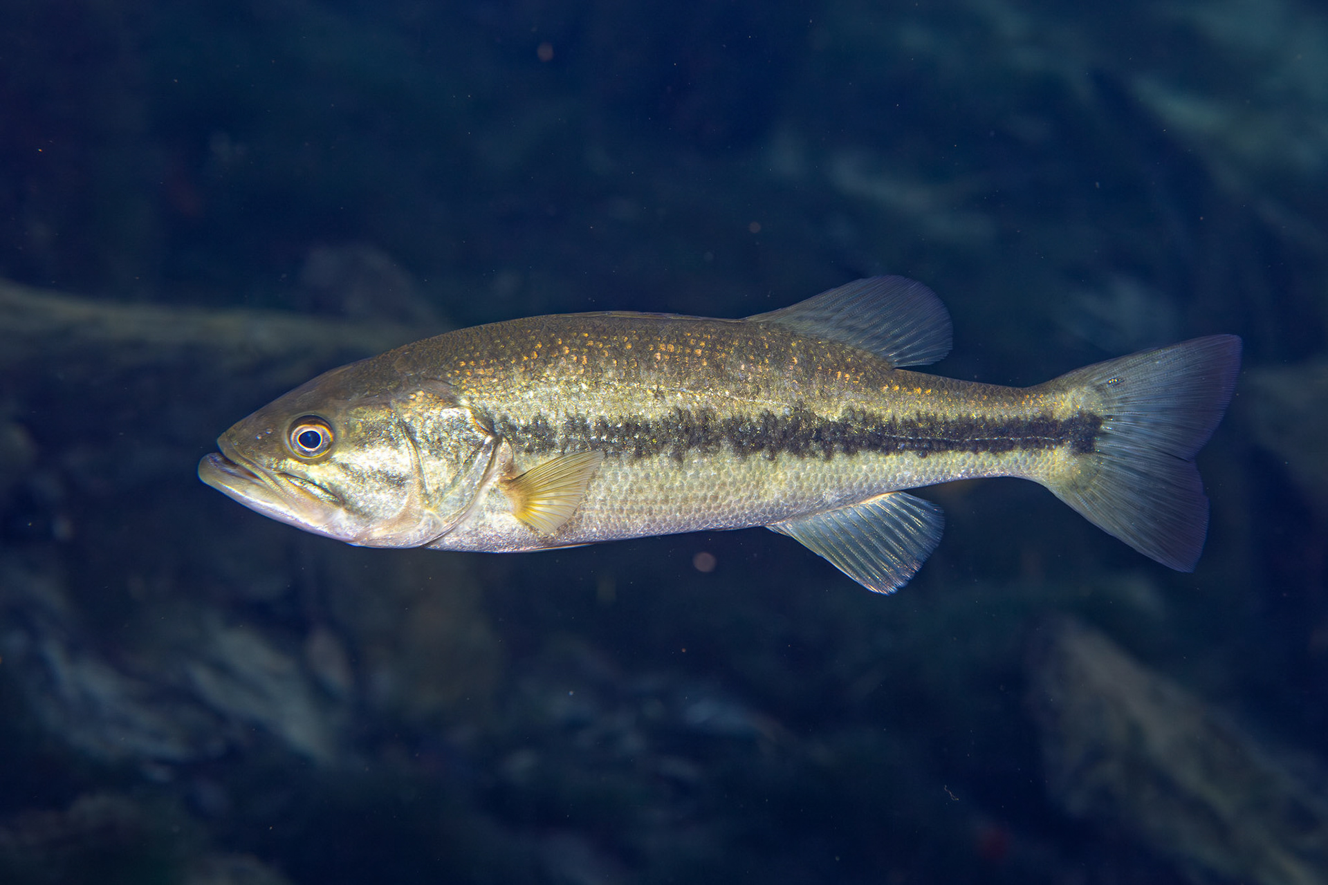 Florida Bass