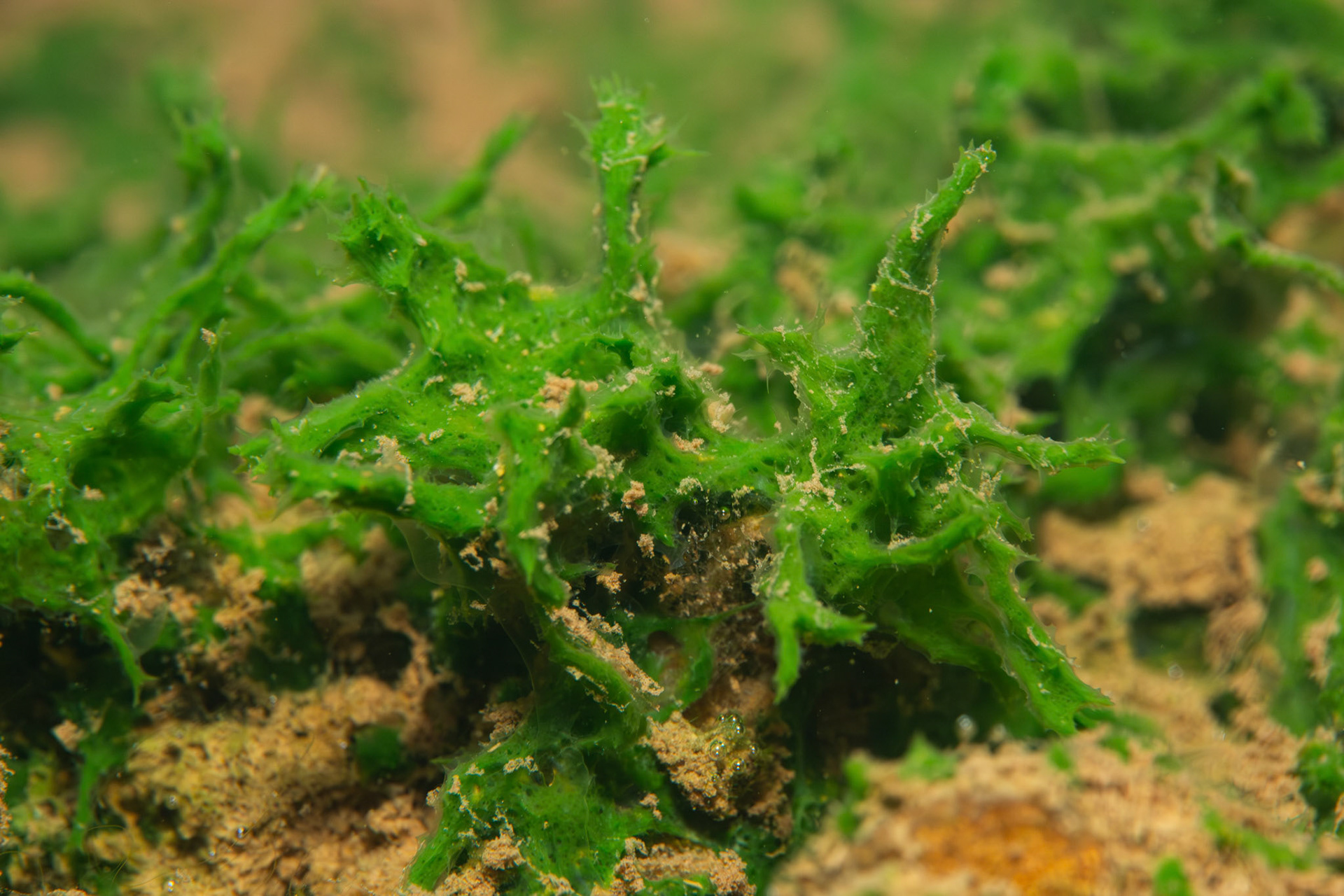Freshwater Sponge