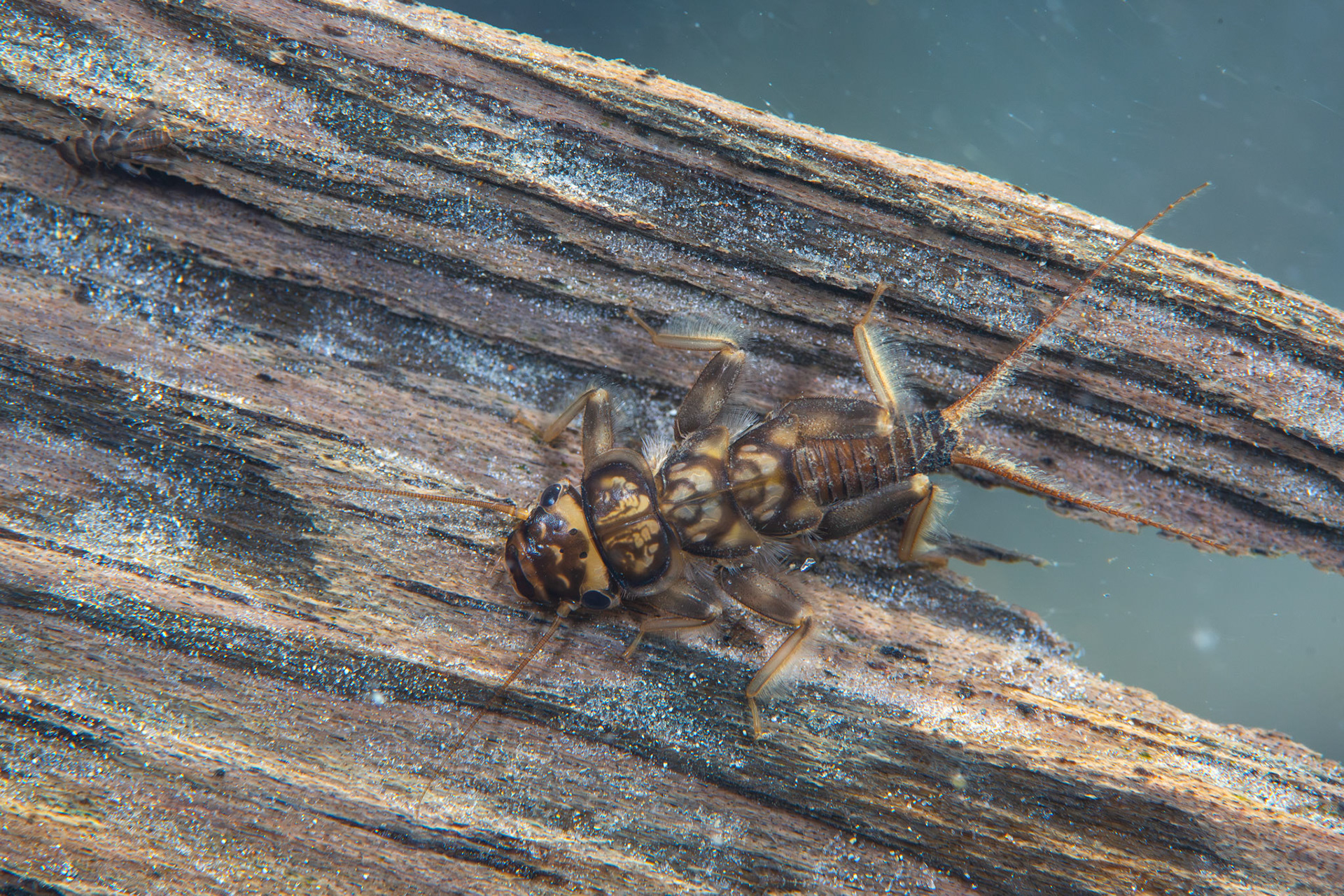 Common Stonefly