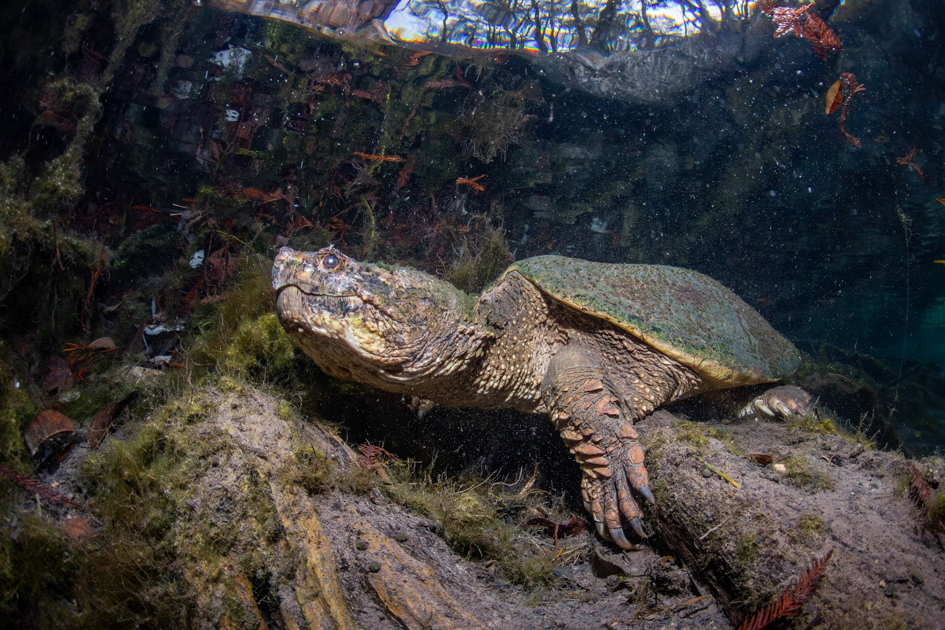 Common Snapping Turtle