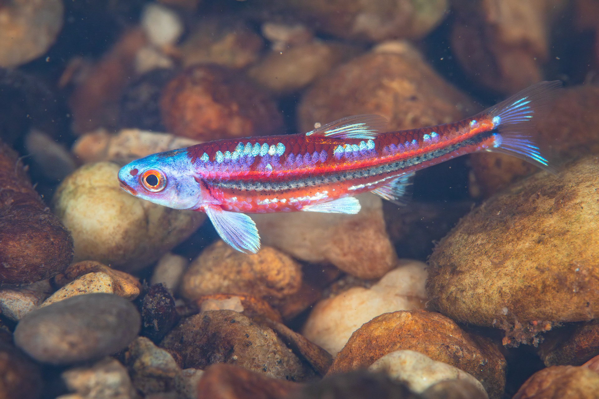 Rainbow Shiner