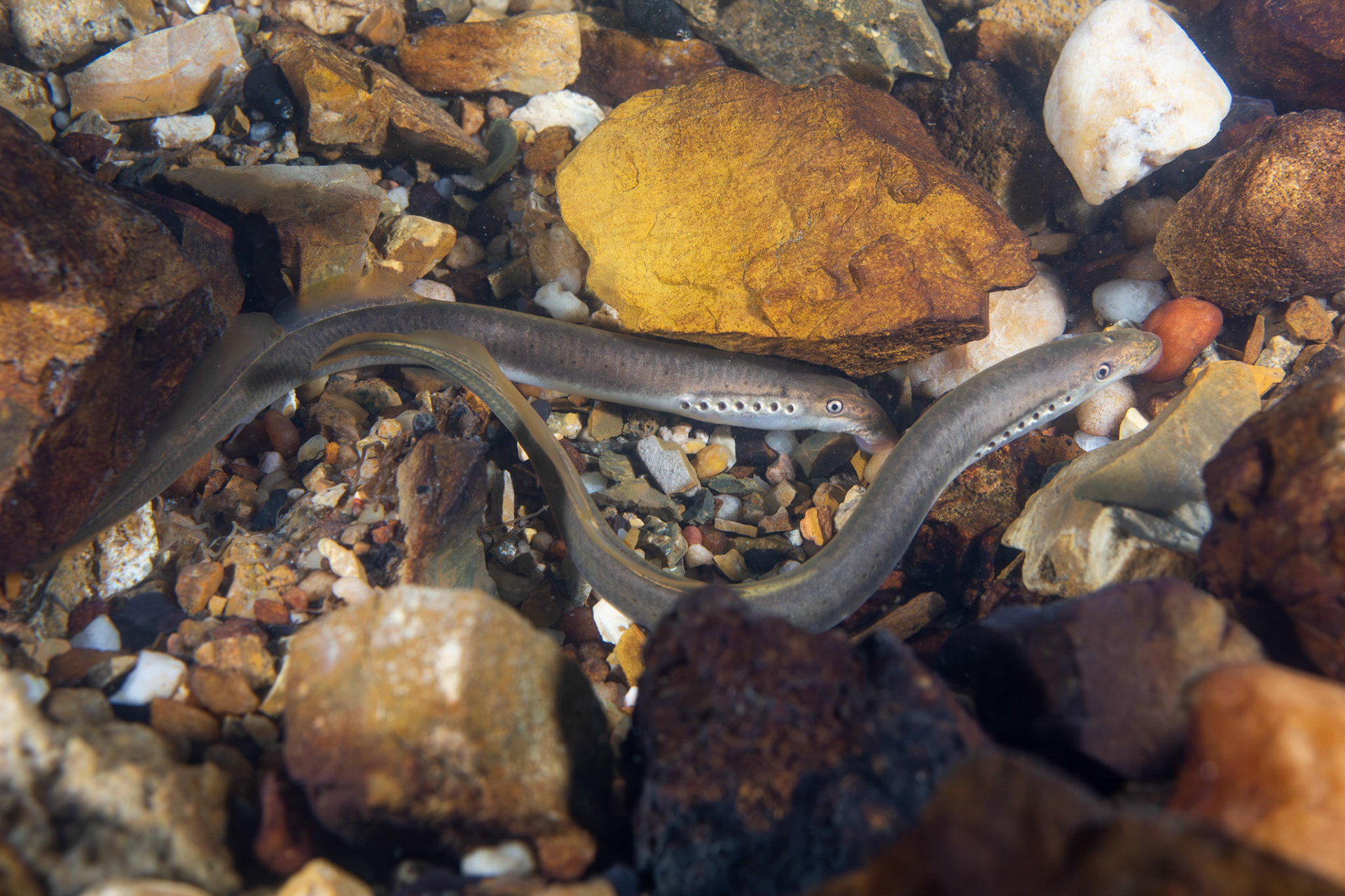 Least Brook Lamprey (Lampetra aepyptera)
