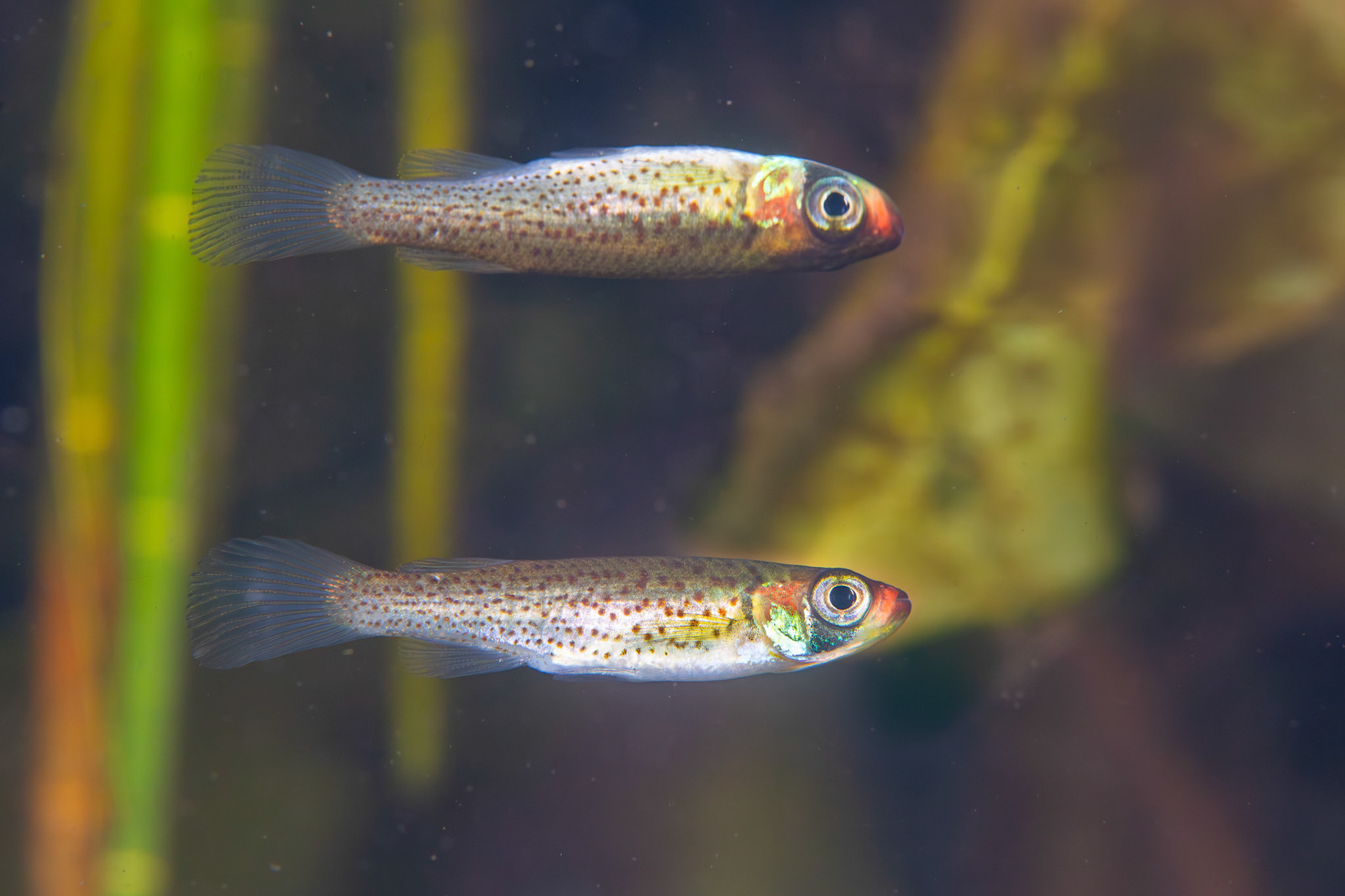 Russetfin Topminnow (Fundulus escambiae)