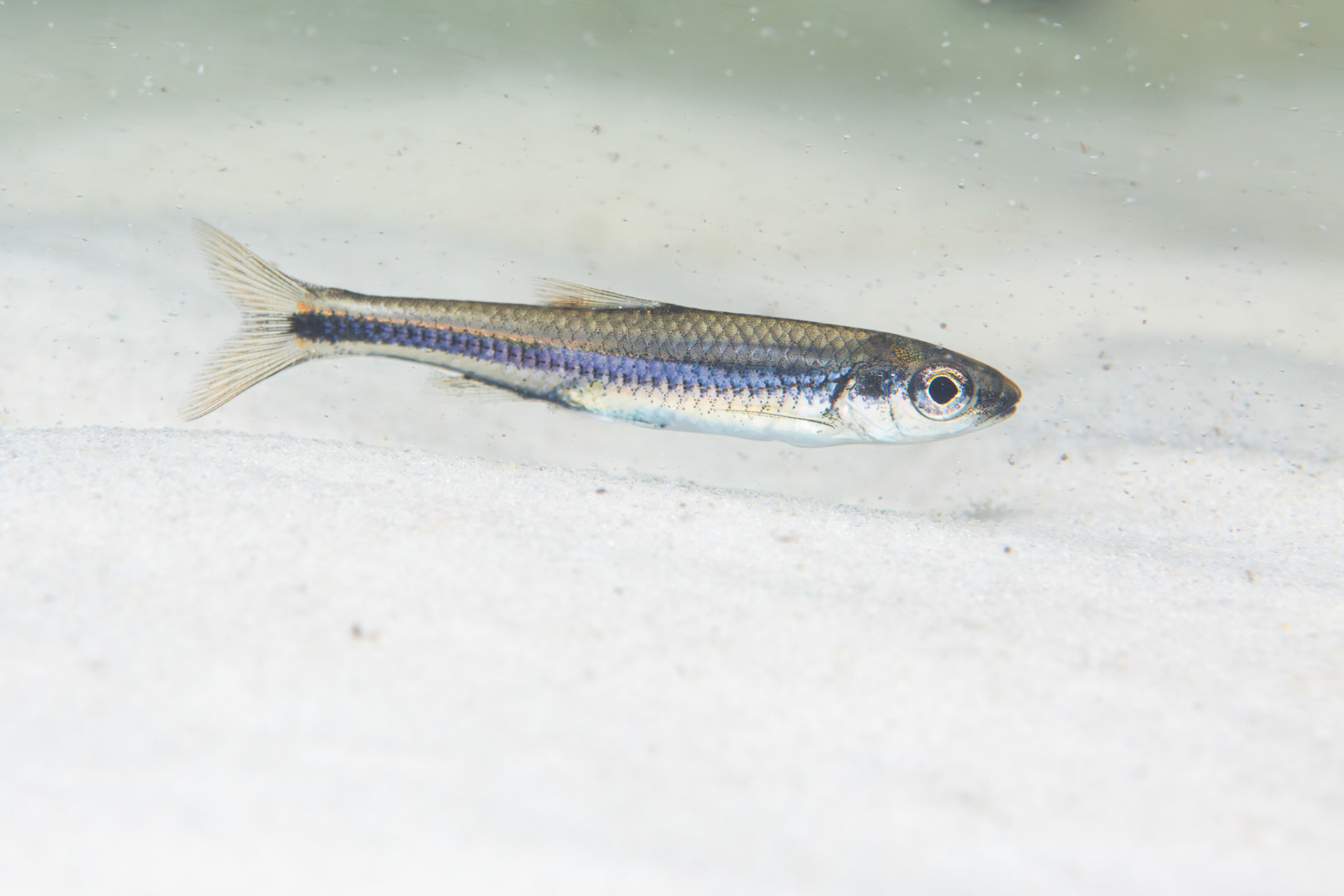 Weed Shiner (Notropis texanus)