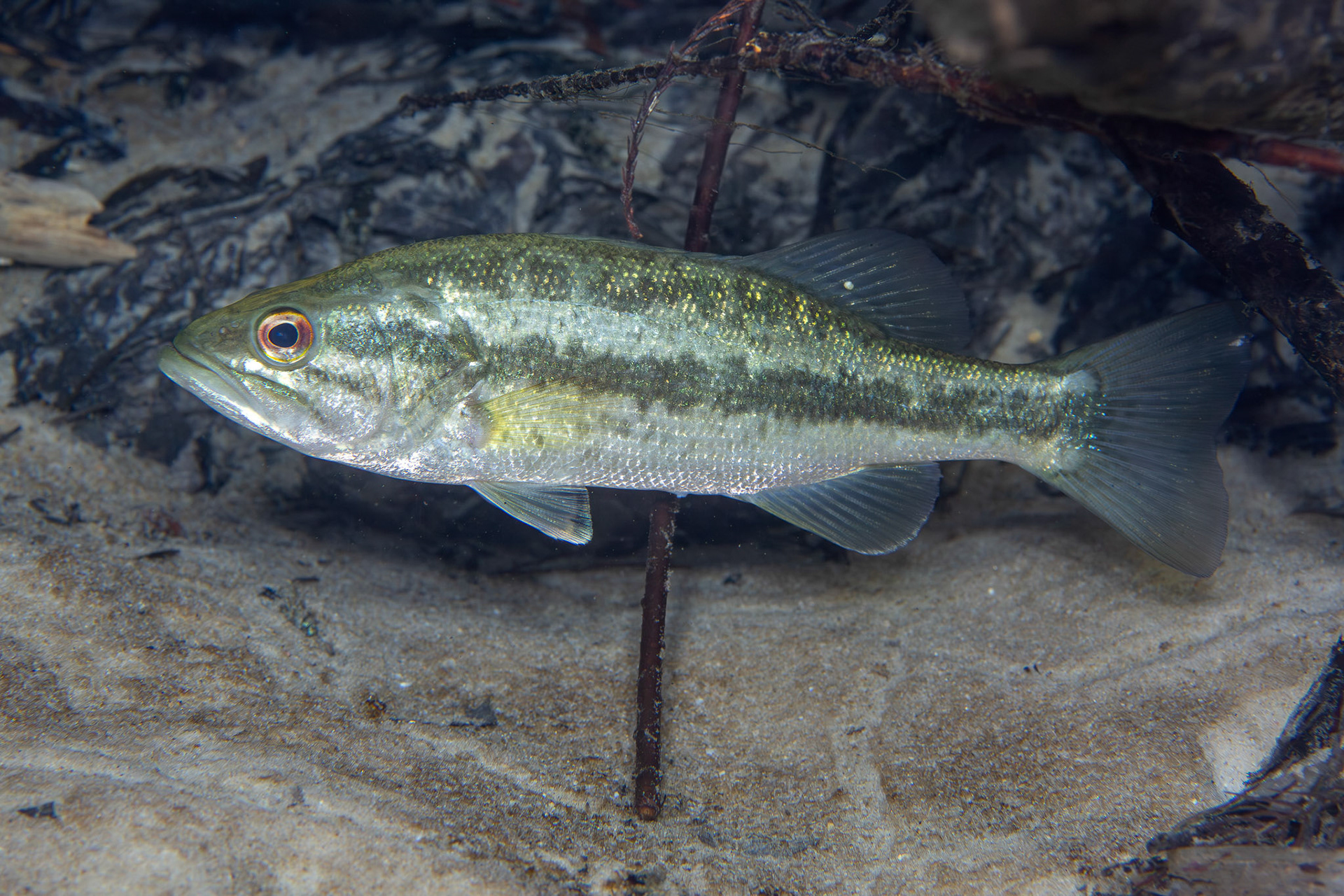 Florida Bass