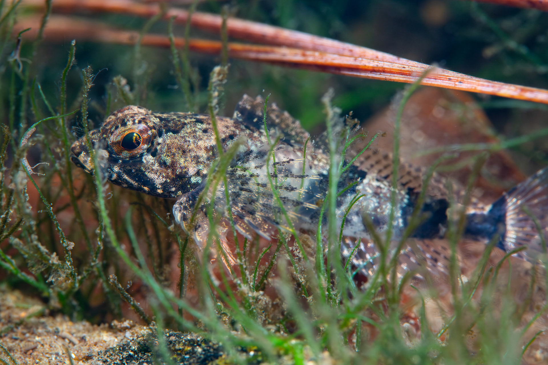 Banded Sculpin