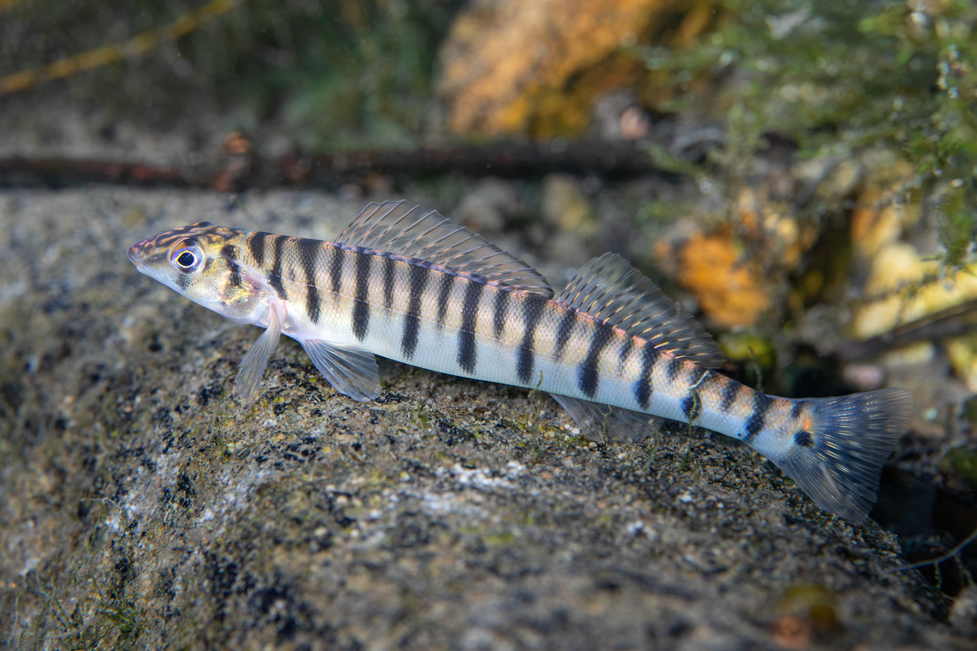 Mobile Logperch