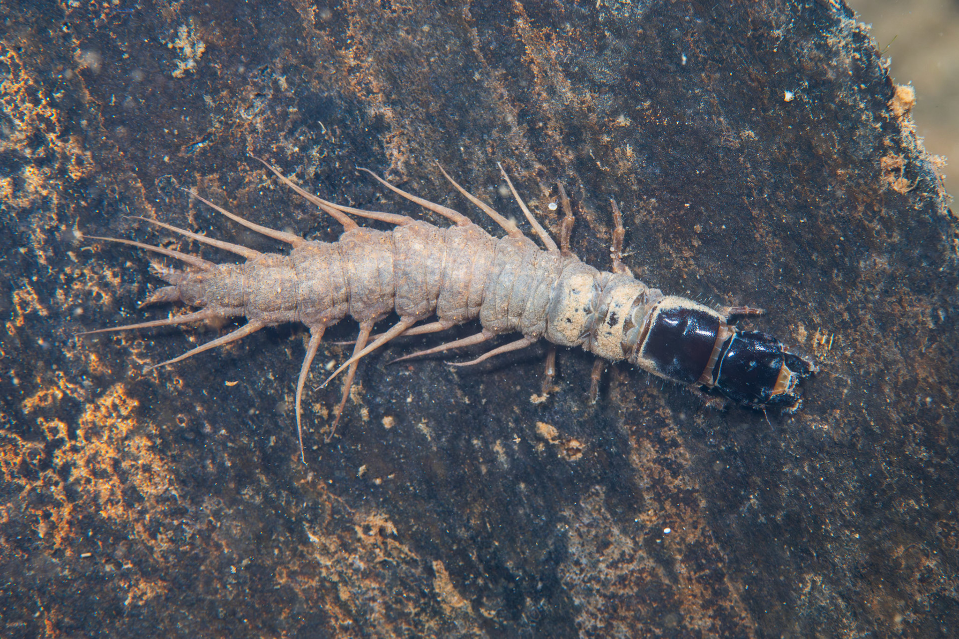 Serrate Dark Fishfly