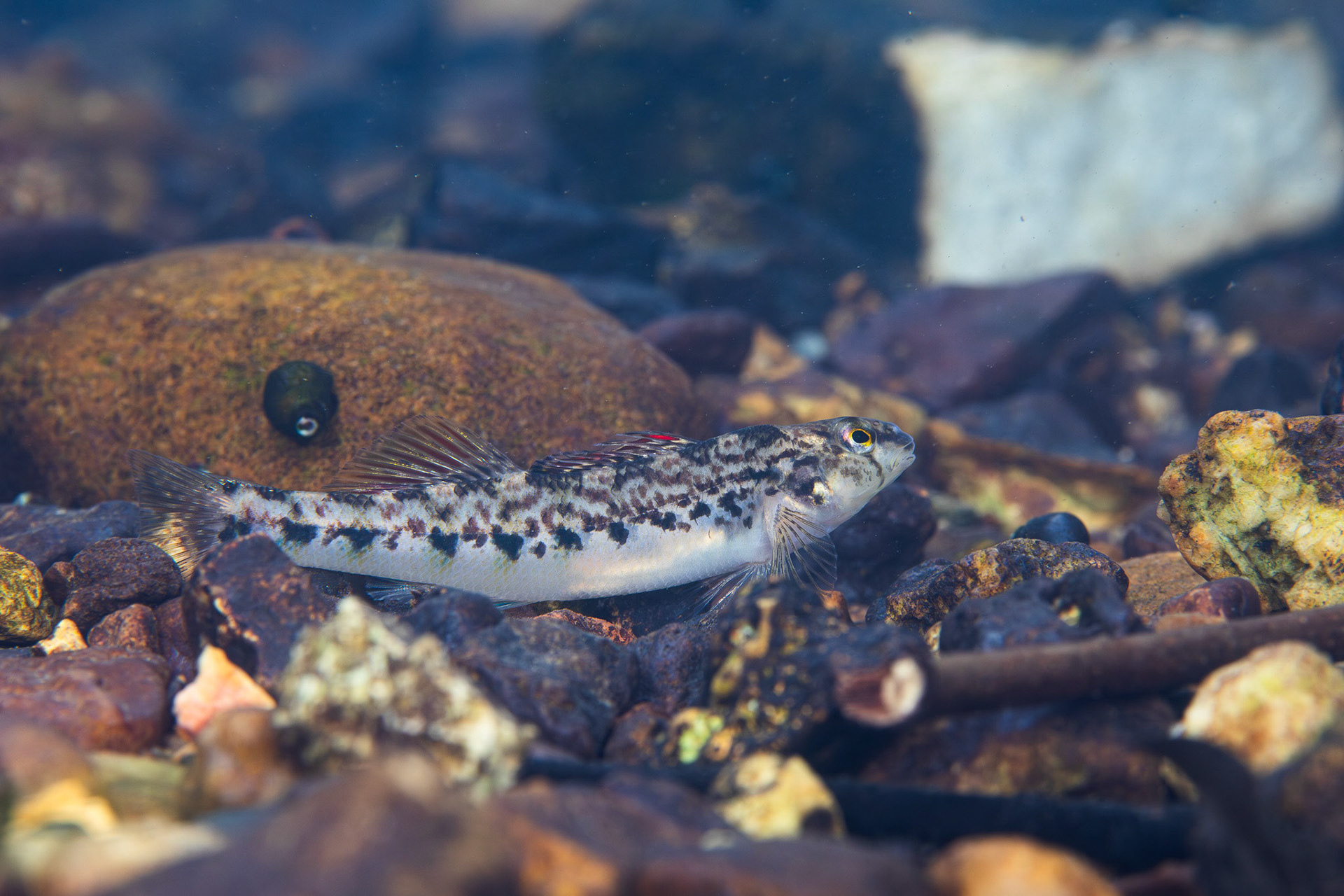 Coosa Darter