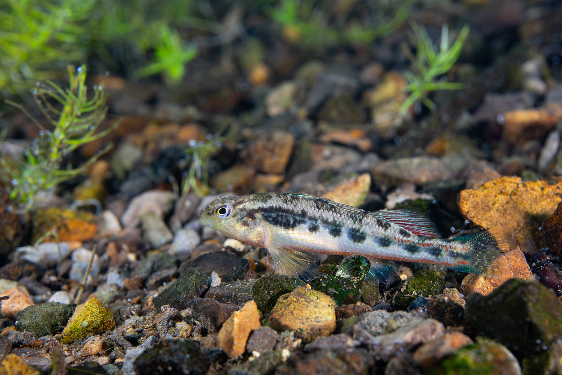 Blacksided Snubnose Darter