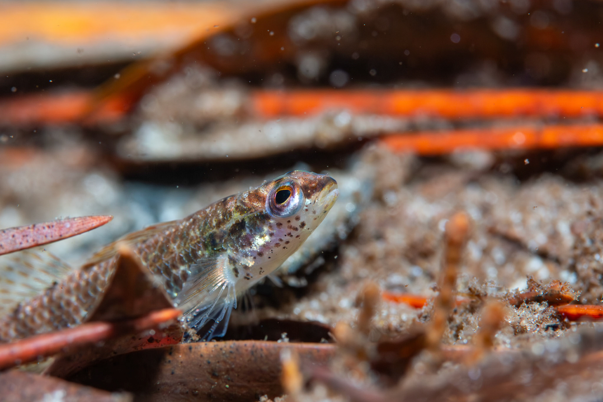 Okaloosa darter (Etheostoma okaloosae)