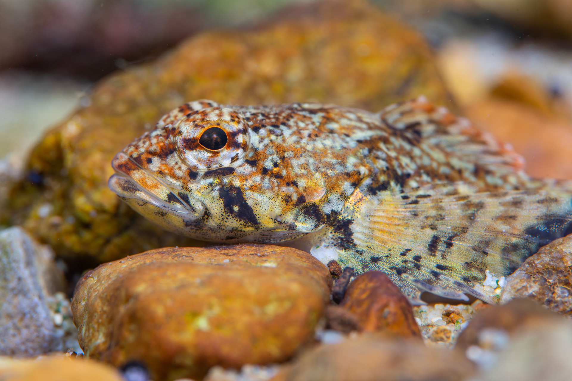 Banded Sculpin