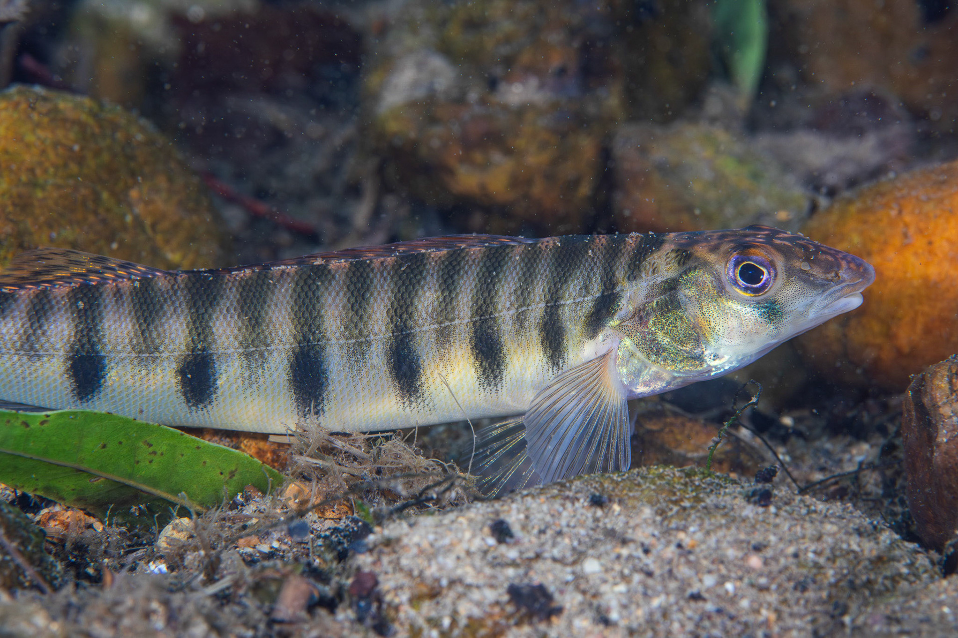 Mobile Logperch