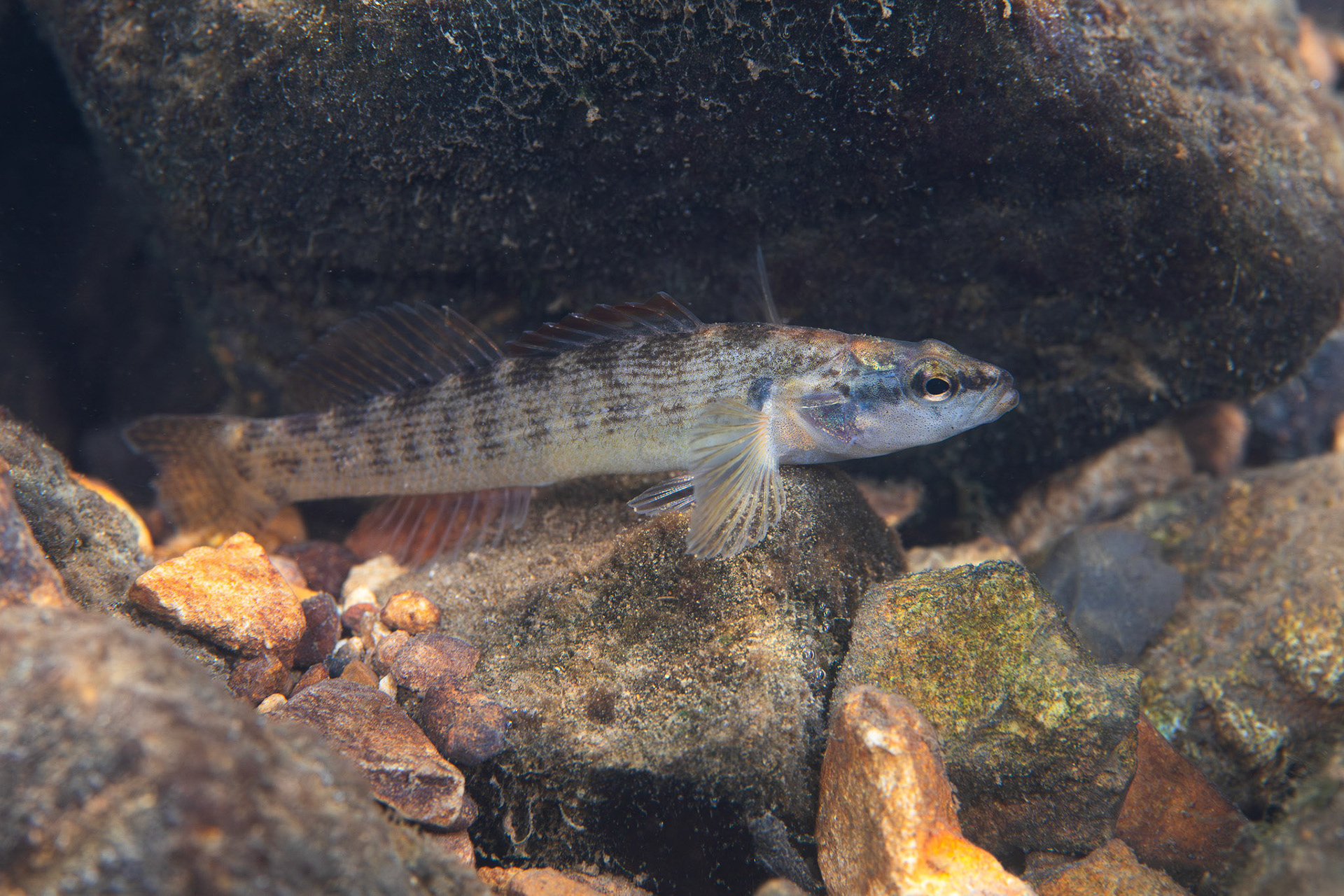 Fantail Darter