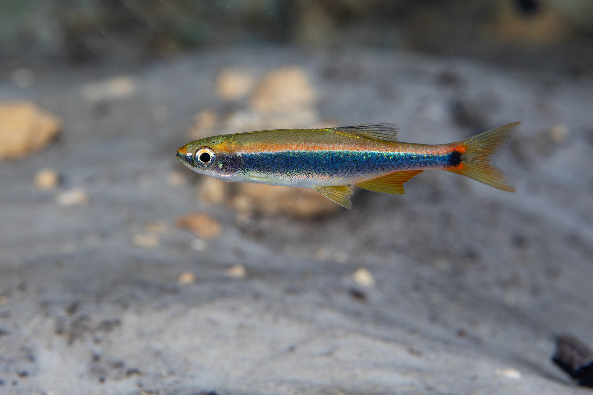 Orangetail Shiner