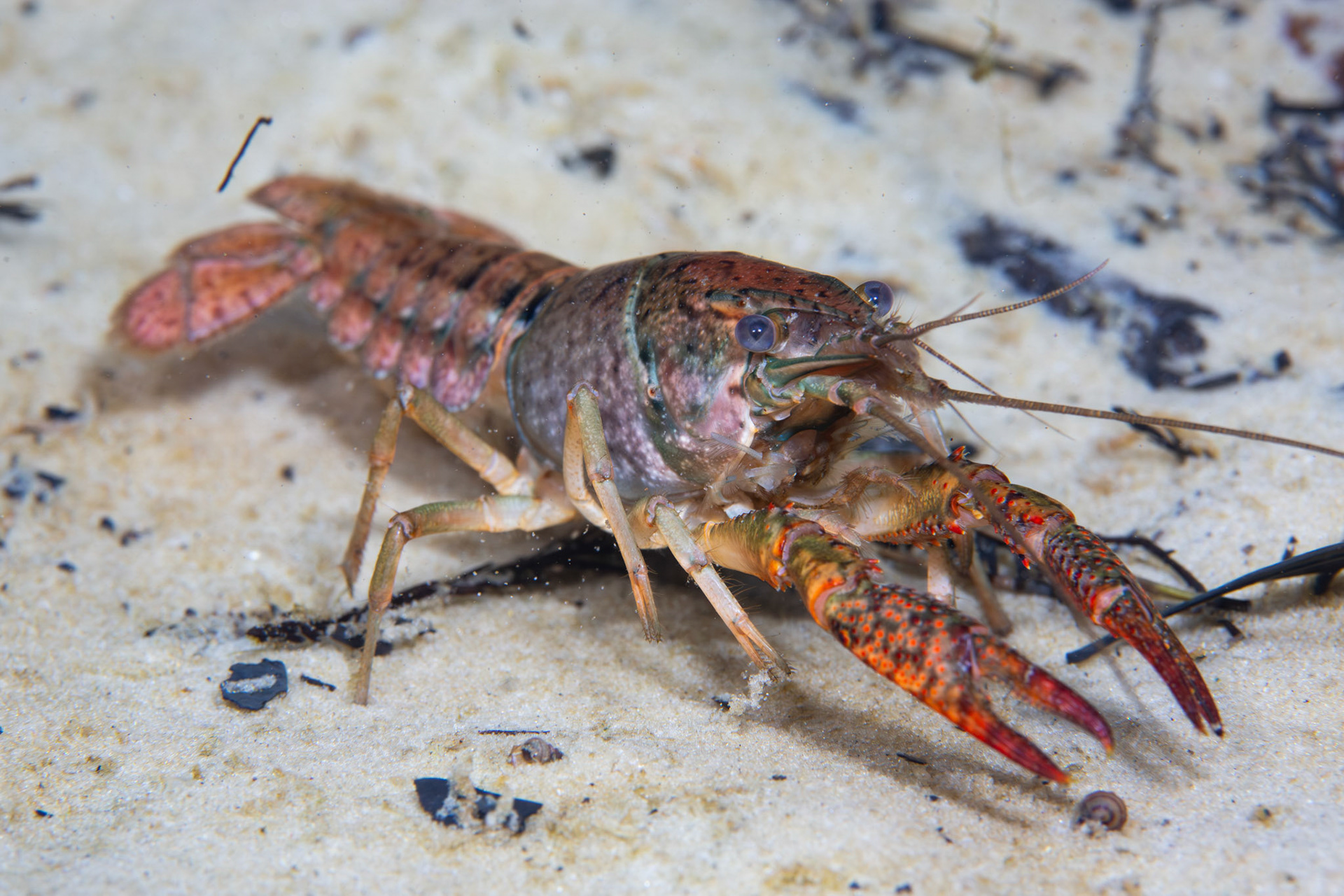 Red Swap Crayfish