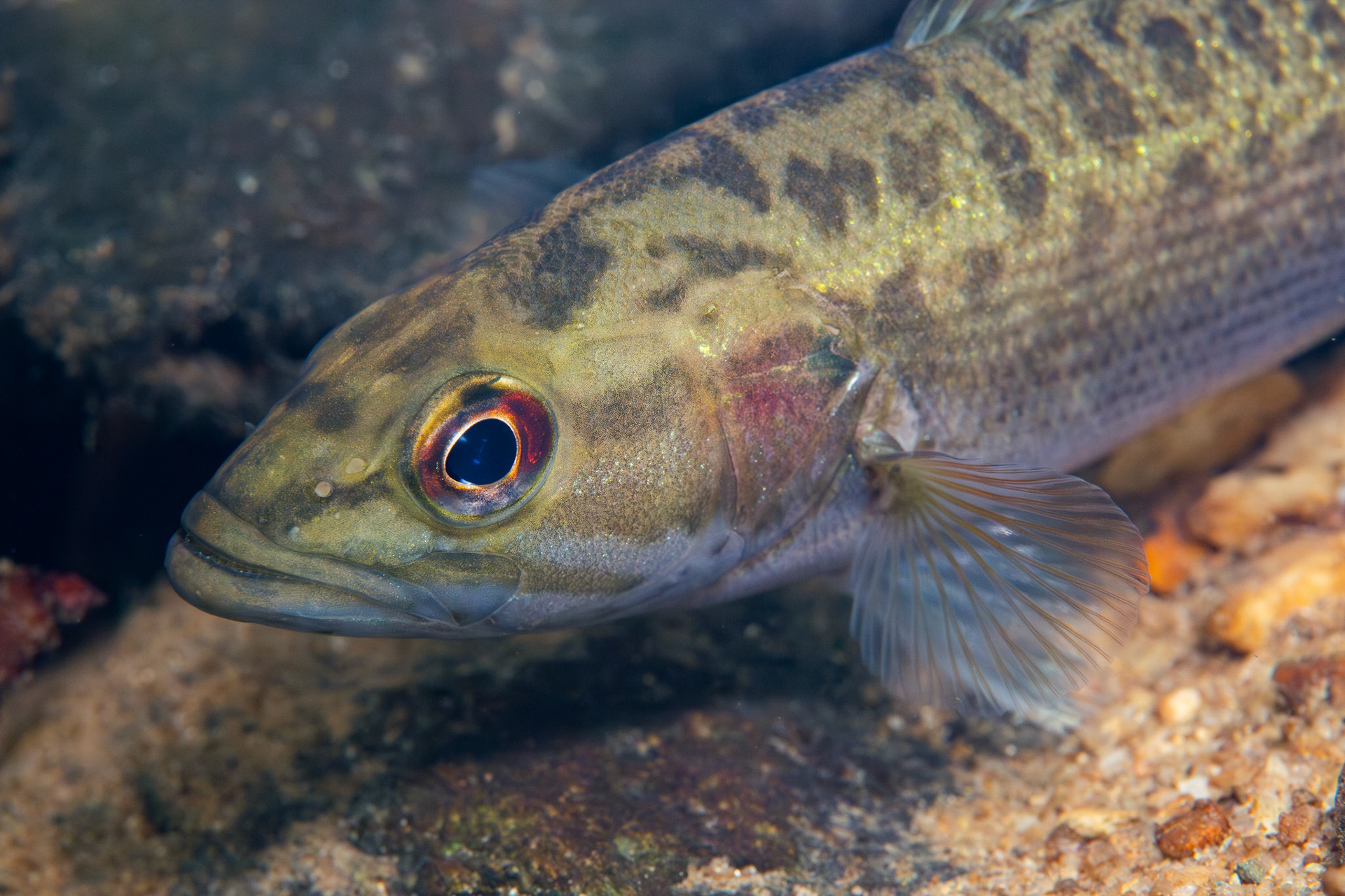 Coosa Bass