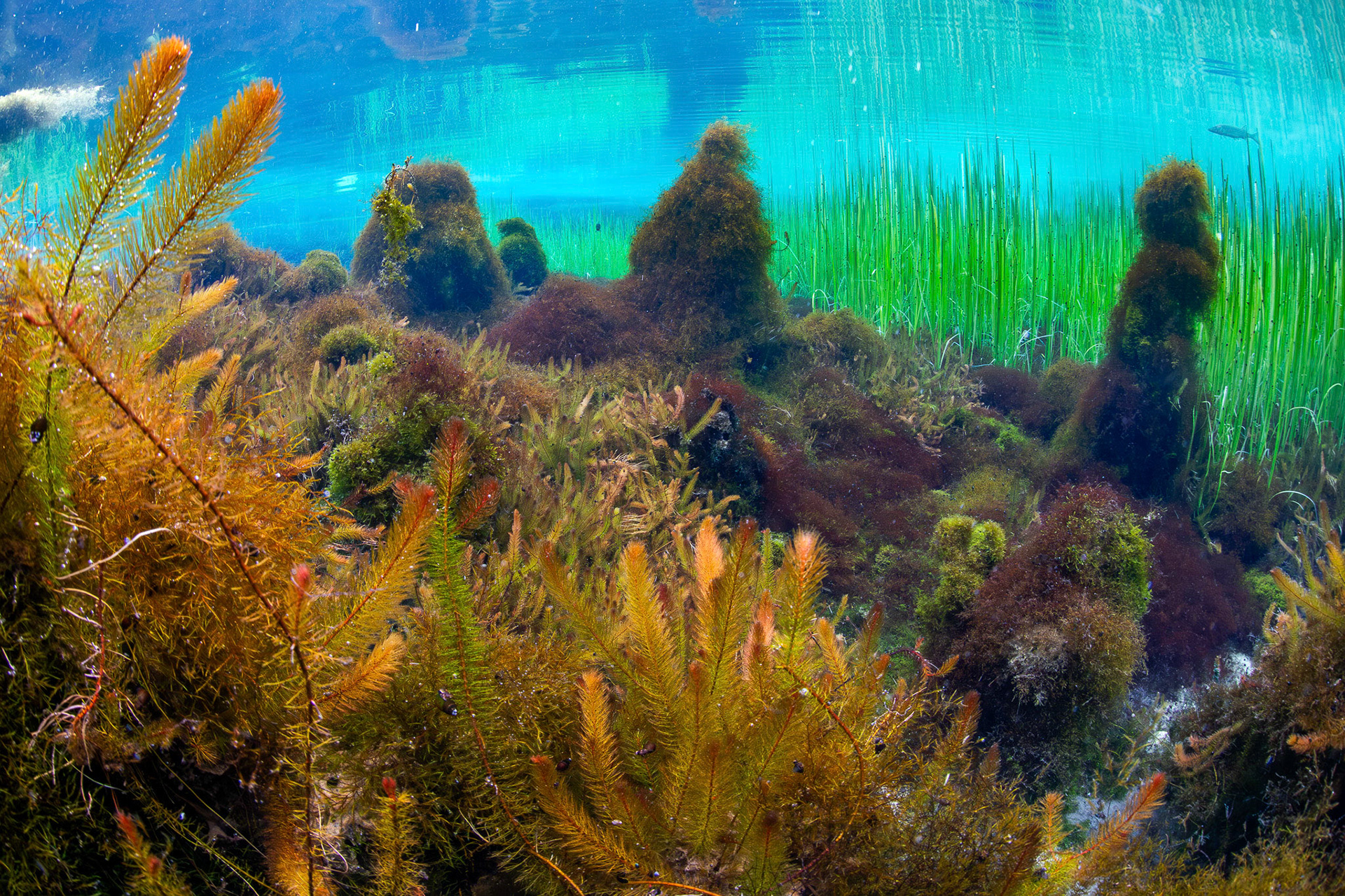Aquatic Vegetation in Spring Head