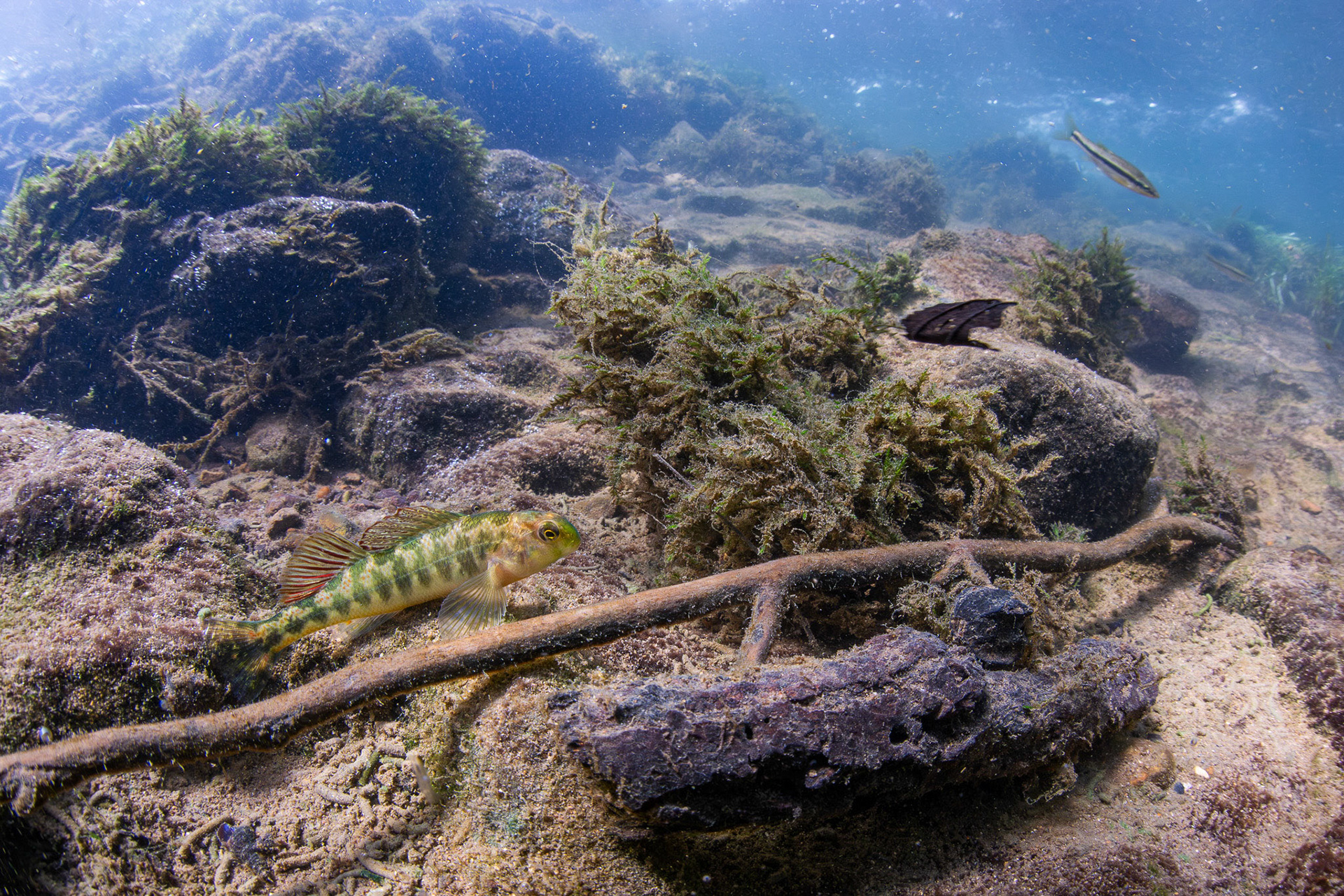 Tennessee Snubnose Darter