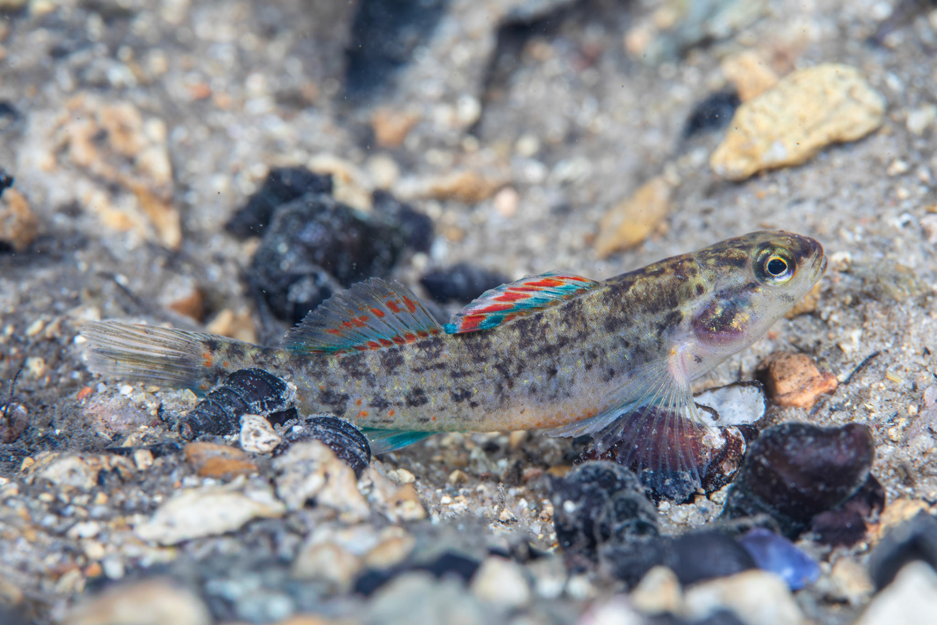 Watercress Darter