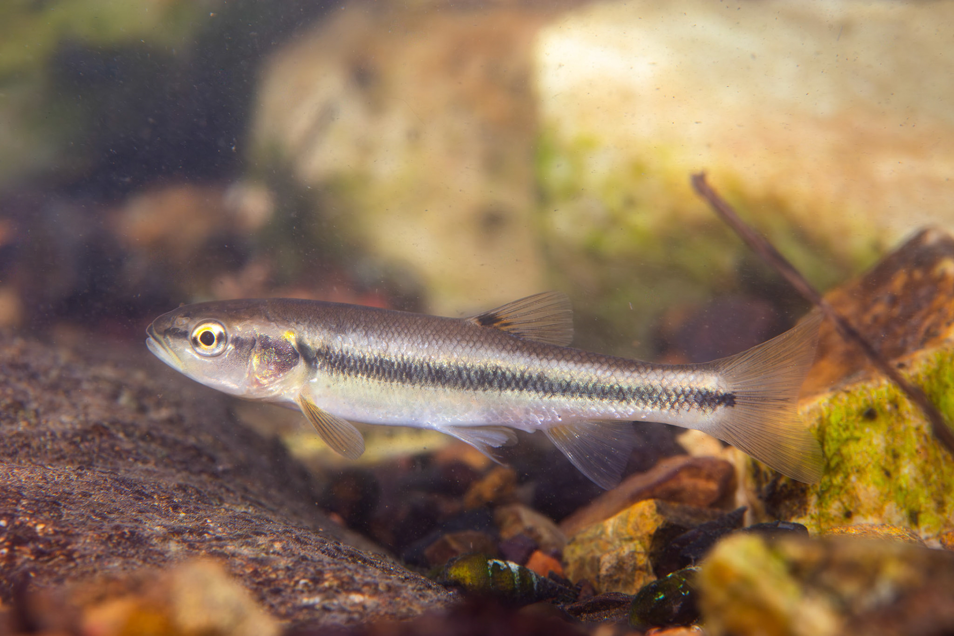 Creek Chub (Semotilus atromaculatus)